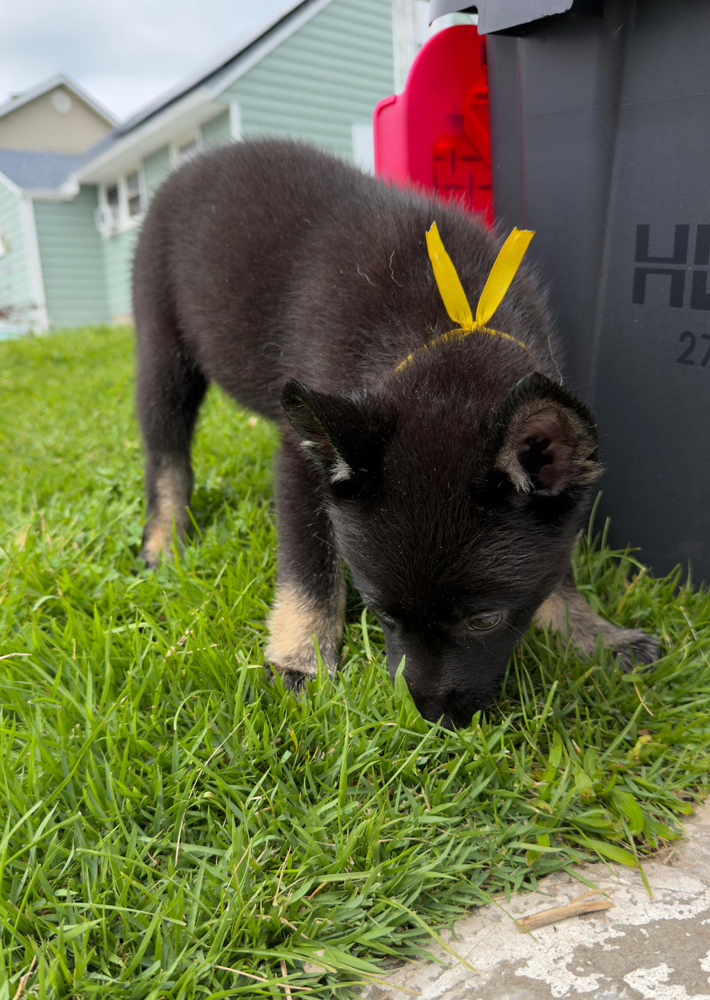 GERMAN SHEPSKY AVAILABLE