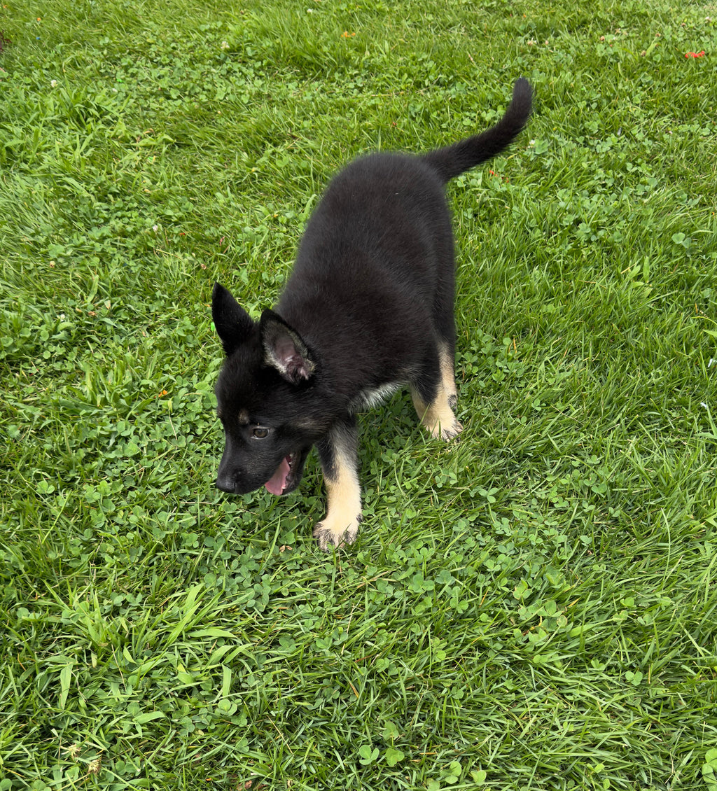 GERMAN SHEPSKY AVAILABLE