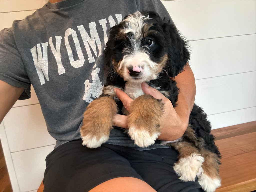 TRICOLOR BERNEDOODLE AVAILABLE
