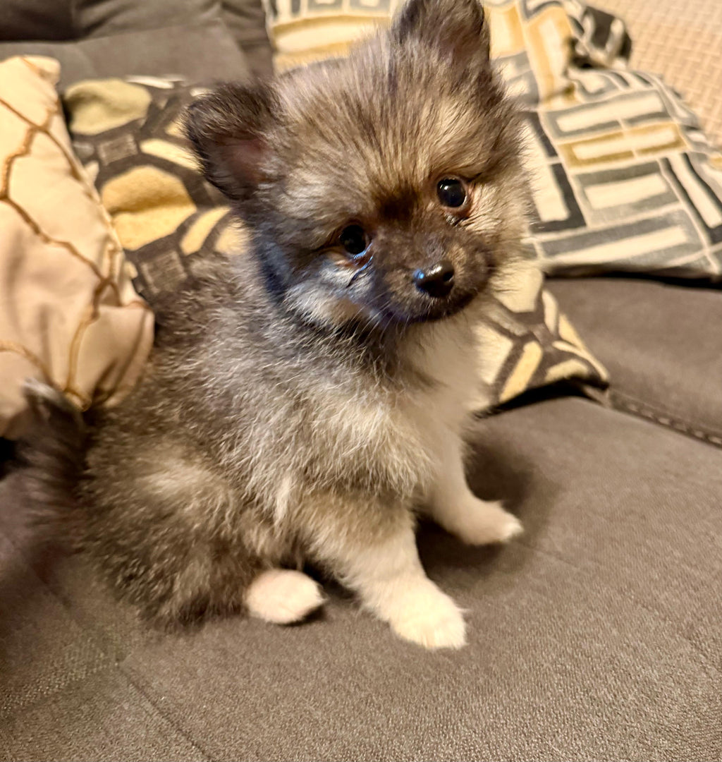 POMERANIAN AVAILABLE