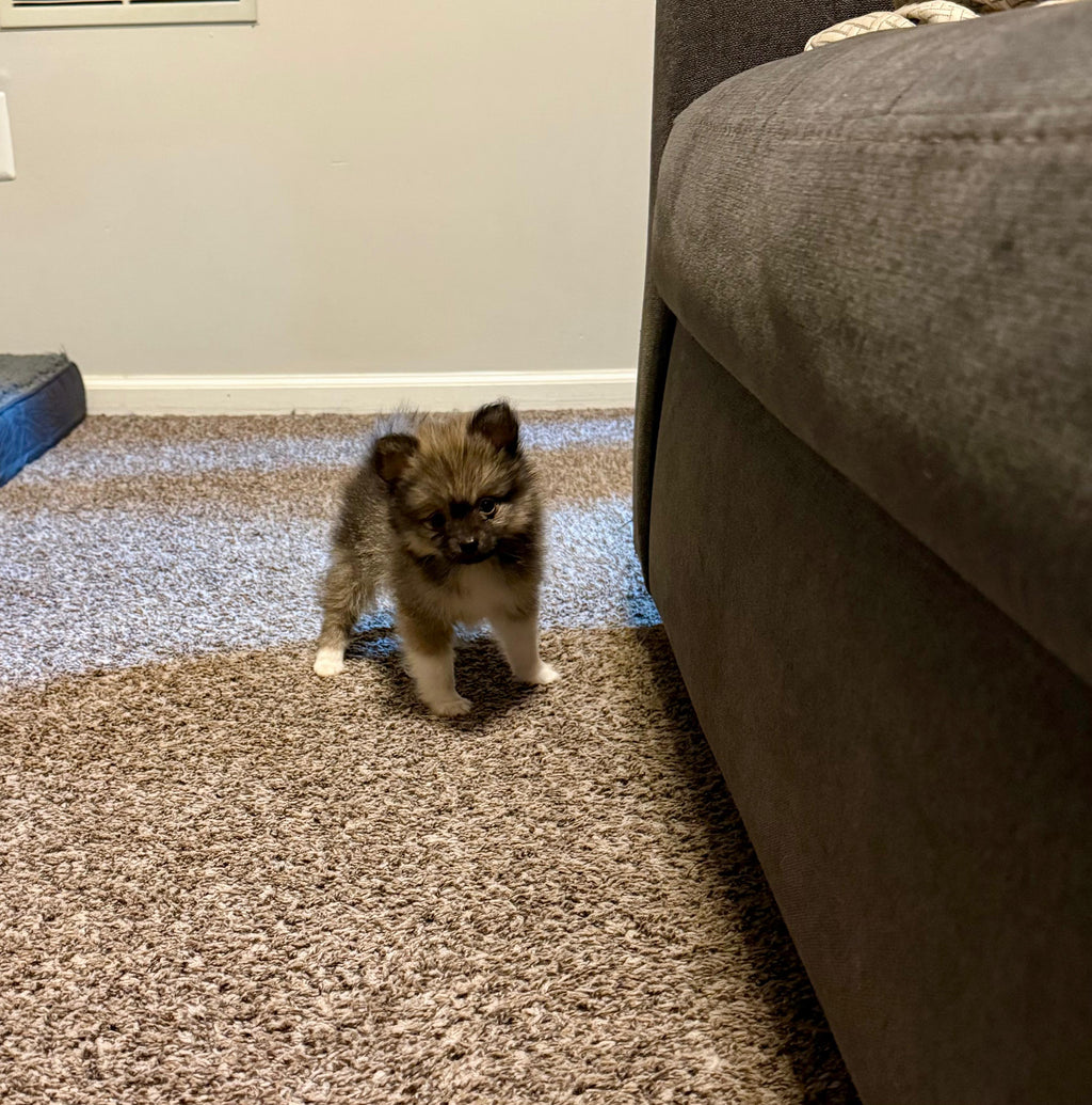 POMERANIAN AVAILABLE