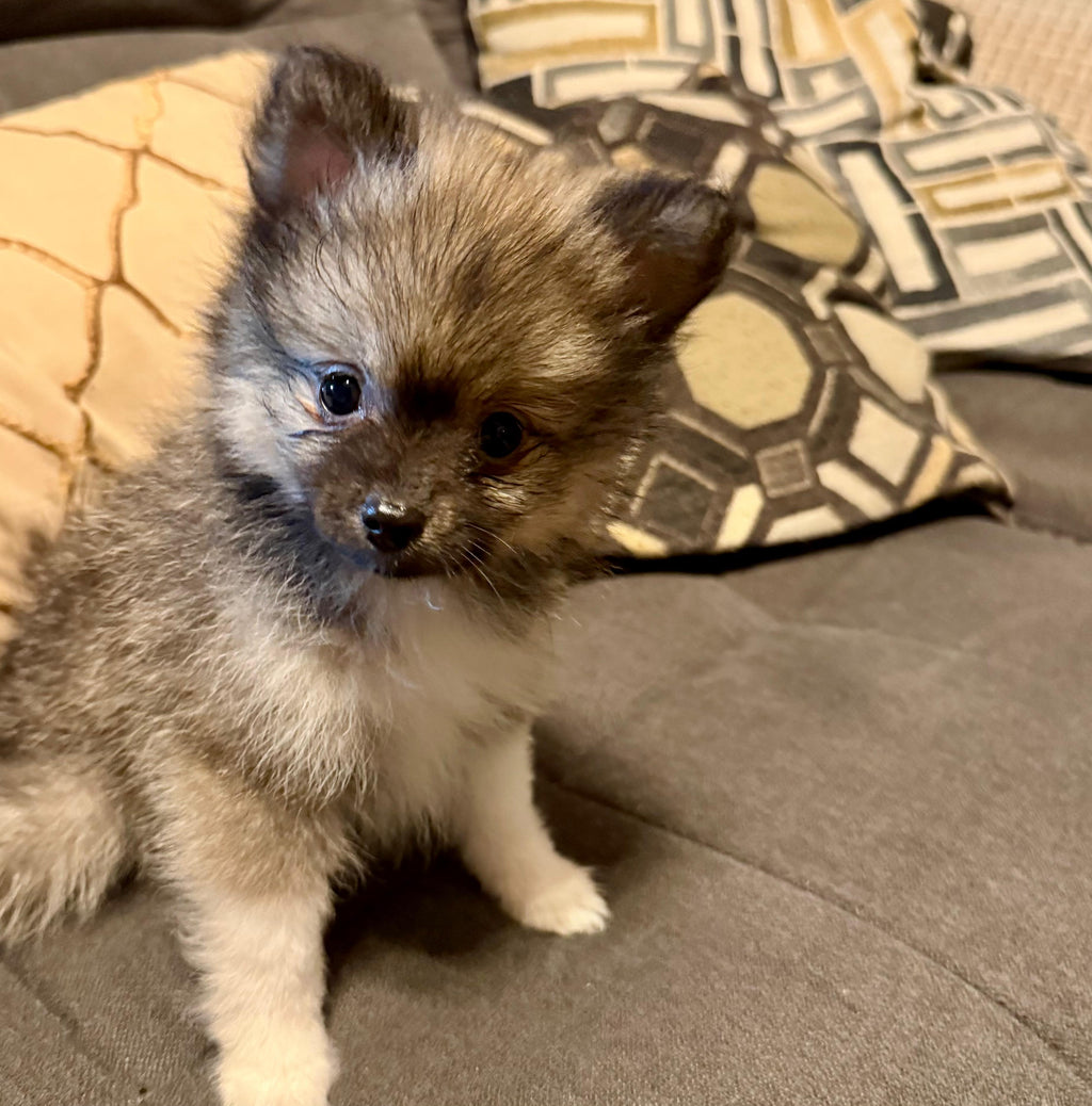 POMERANIAN AVAILABLE