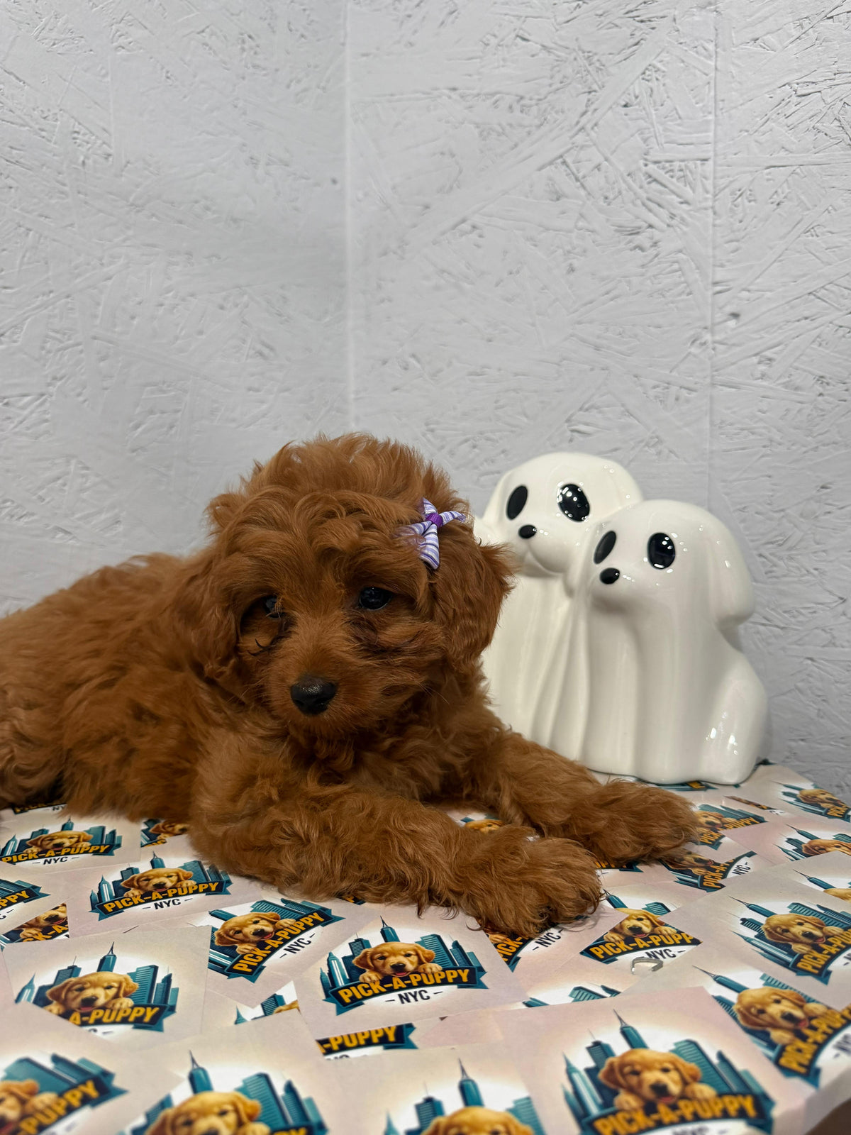 CAVAPOO FEMALE AVAILABLE