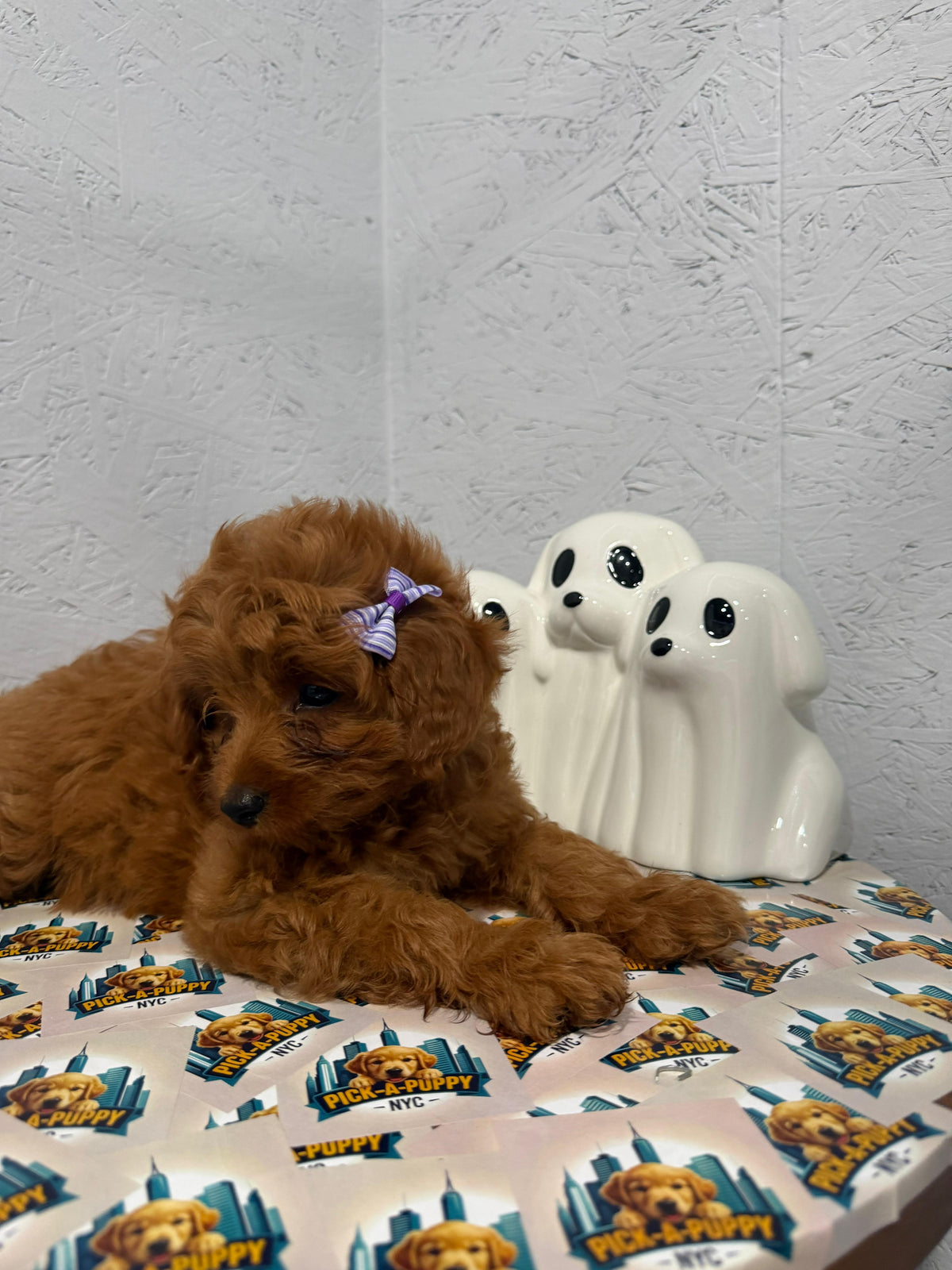 CAVAPOO FEMALE AVAILABLE