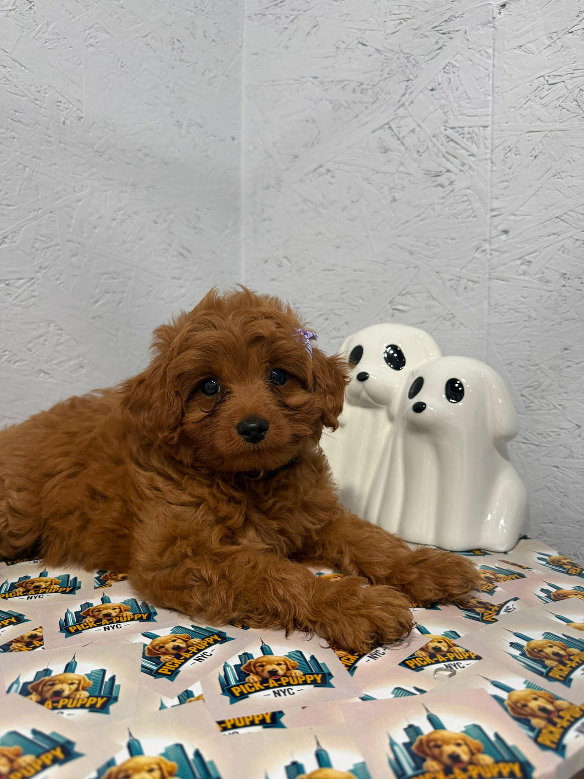 CAVAPOO FEMALE AVAILABLE