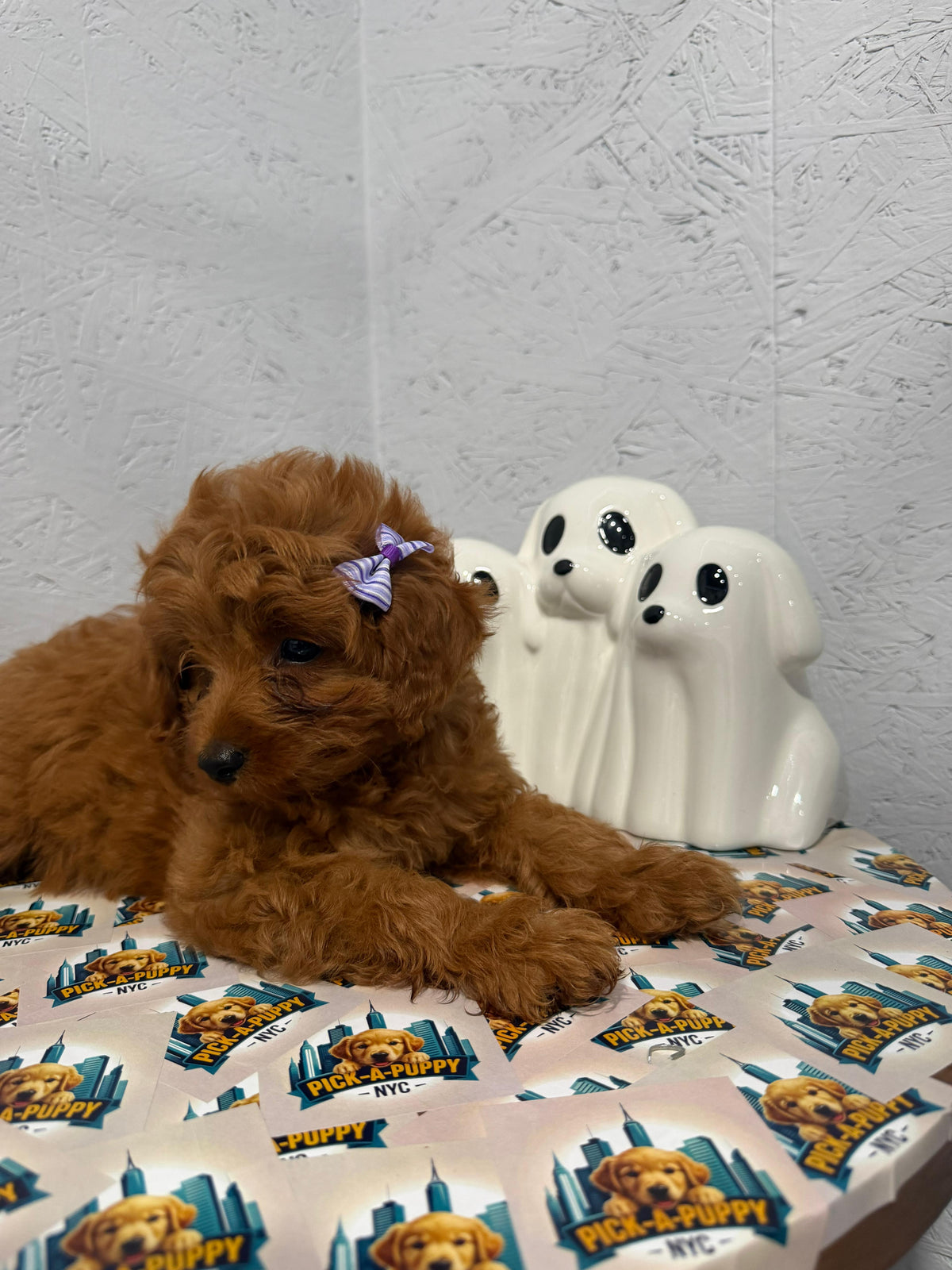CAVAPOO FEMALE AVAILABLE