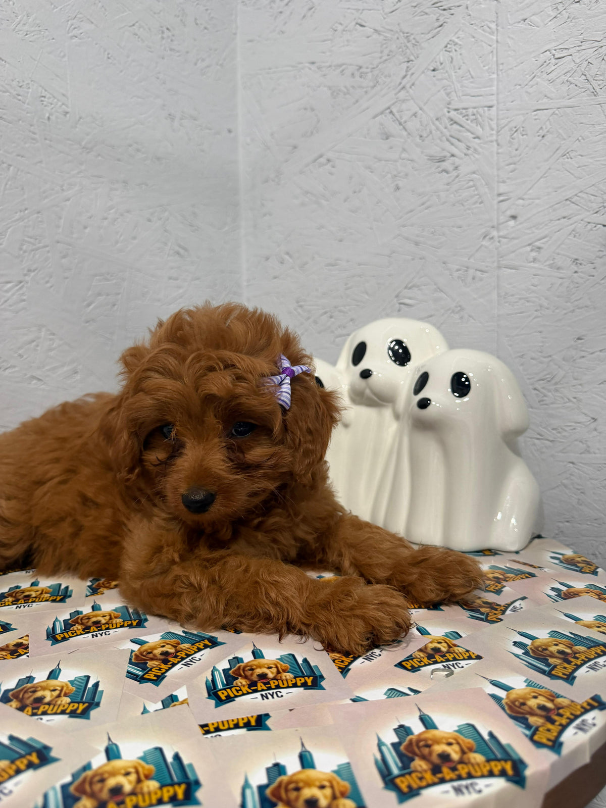 CAVAPOO FEMALE AVAILABLE