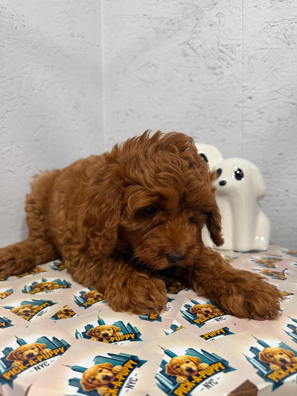 CAVAPOO MALE AVAILABLE