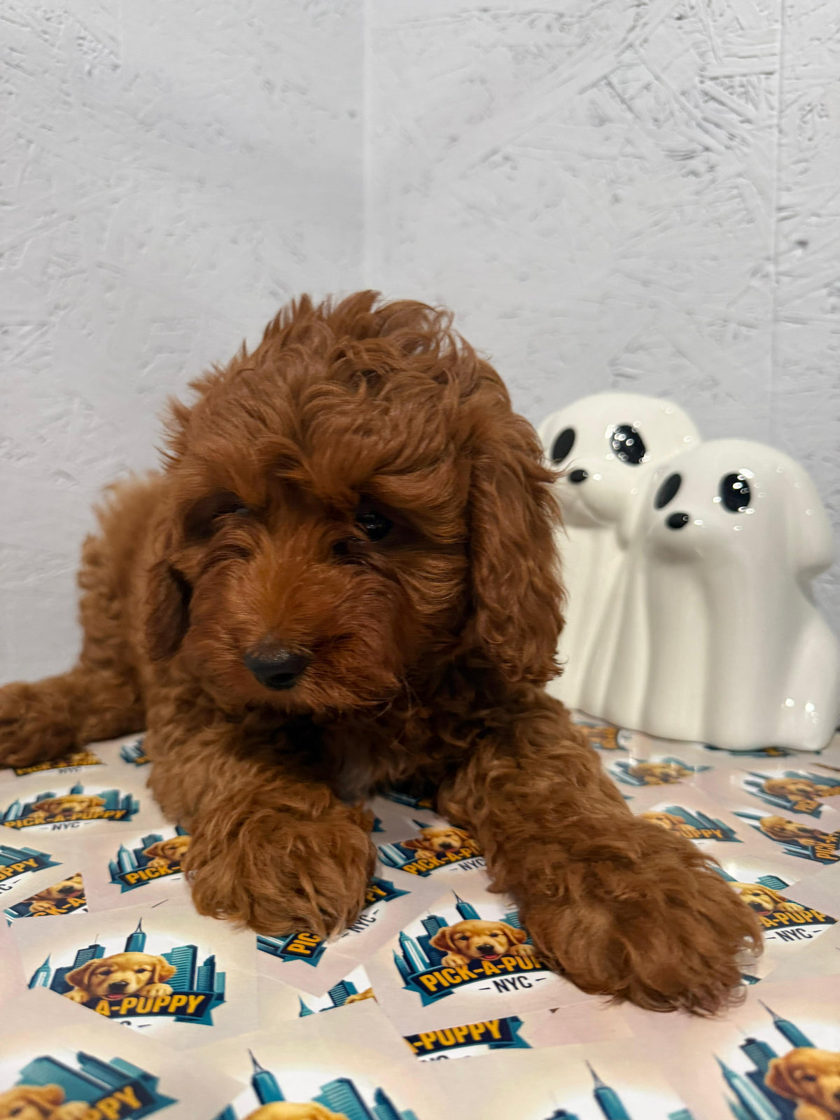 CAVAPOO MALE AVAILABLE