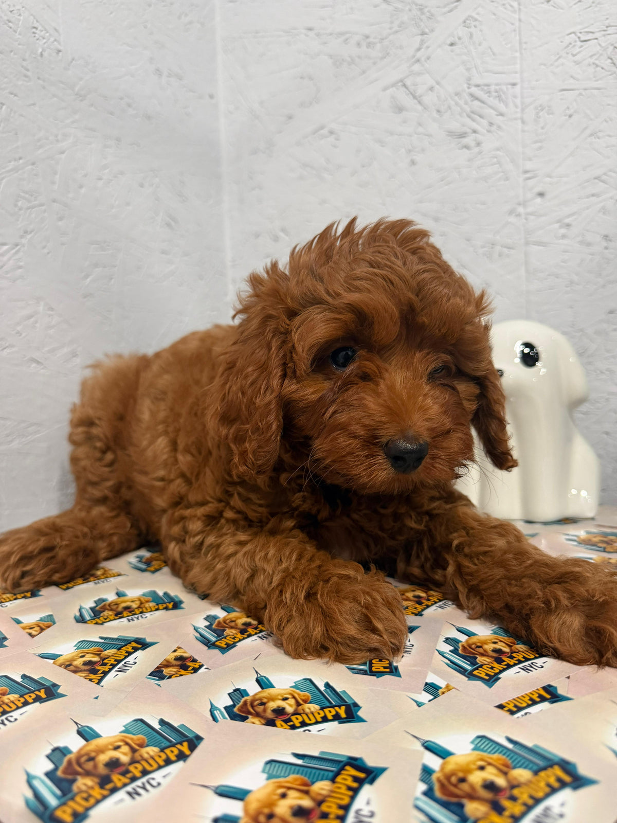 CAVAPOO MALE AVAILABLE