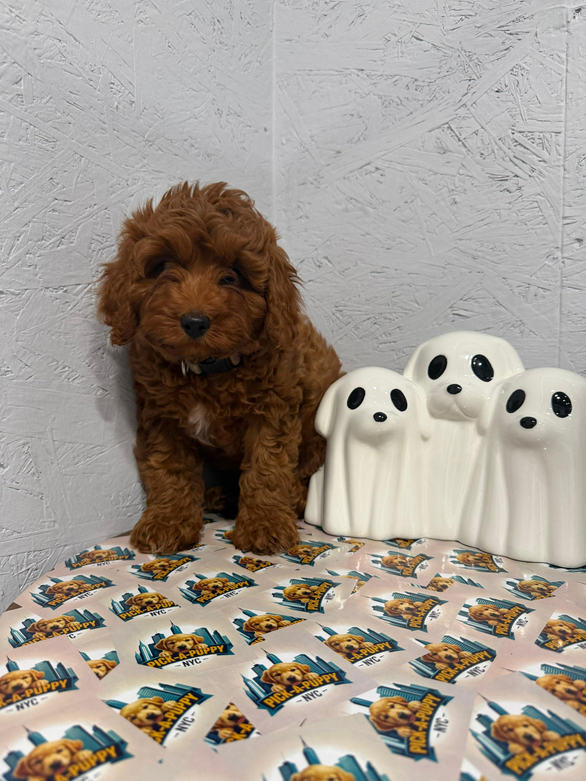 CAVAPOO MALE AVAILABLE