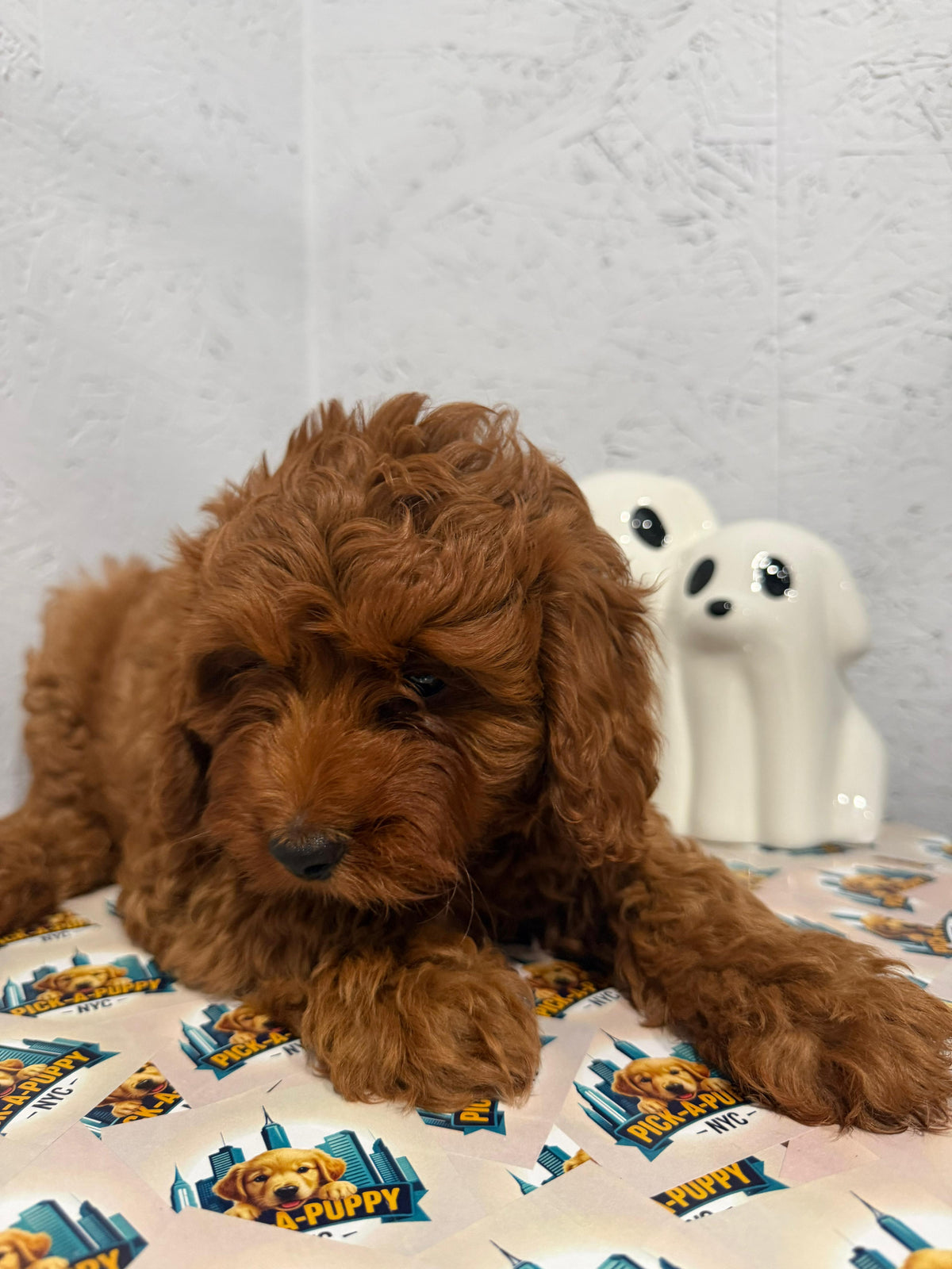 CAVAPOO MALE AVAILABLE