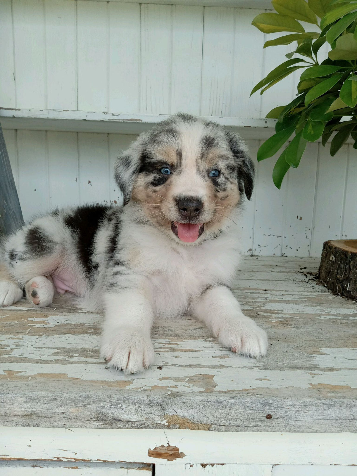 AUSTRALIAN SHEPHERD AVAILABLE