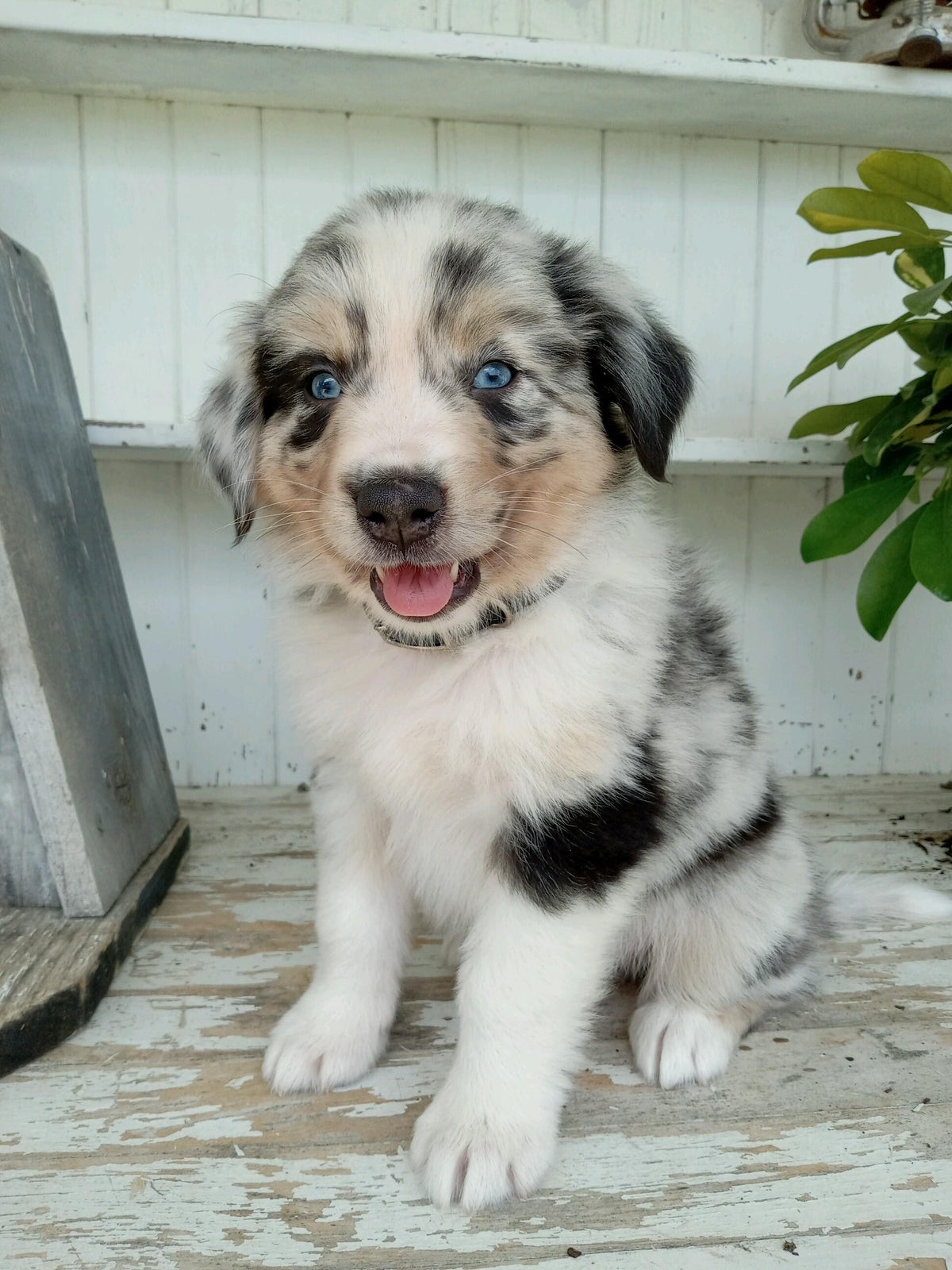 AUSTRALIAN SHEPHERD AVAILABLE