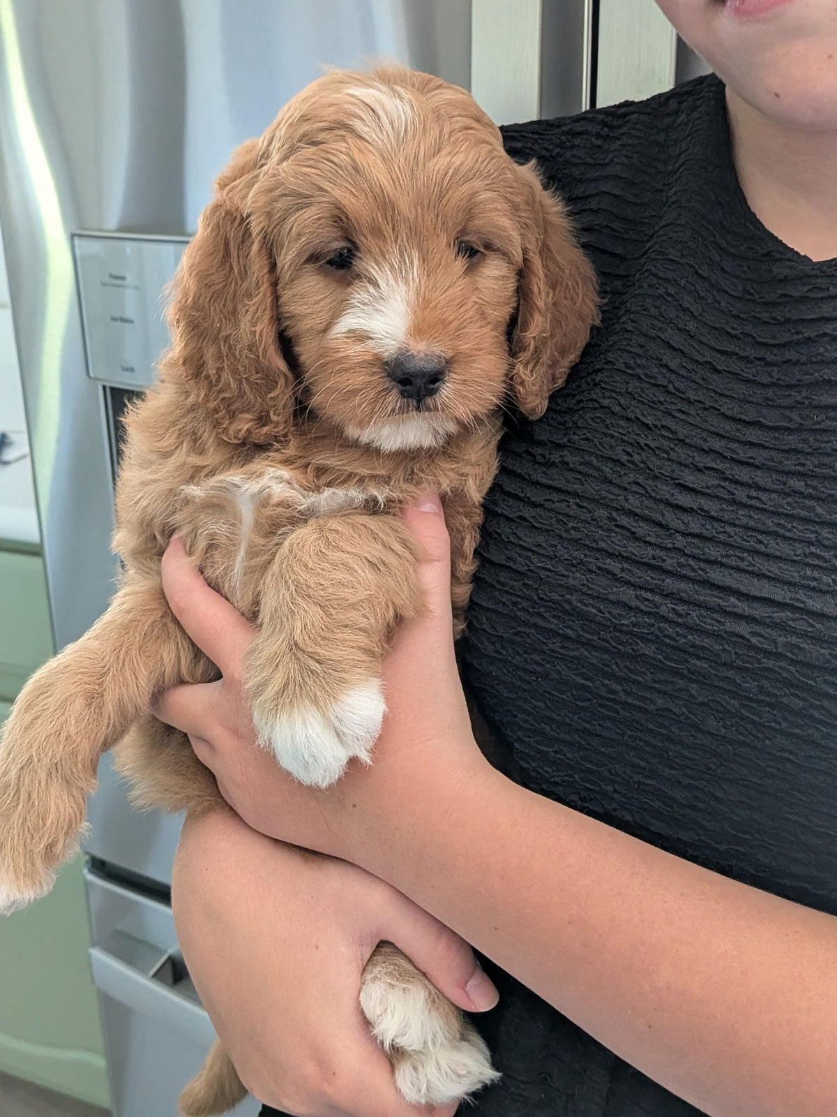 GOLDENDOODLE FEMALE AVAILABLE