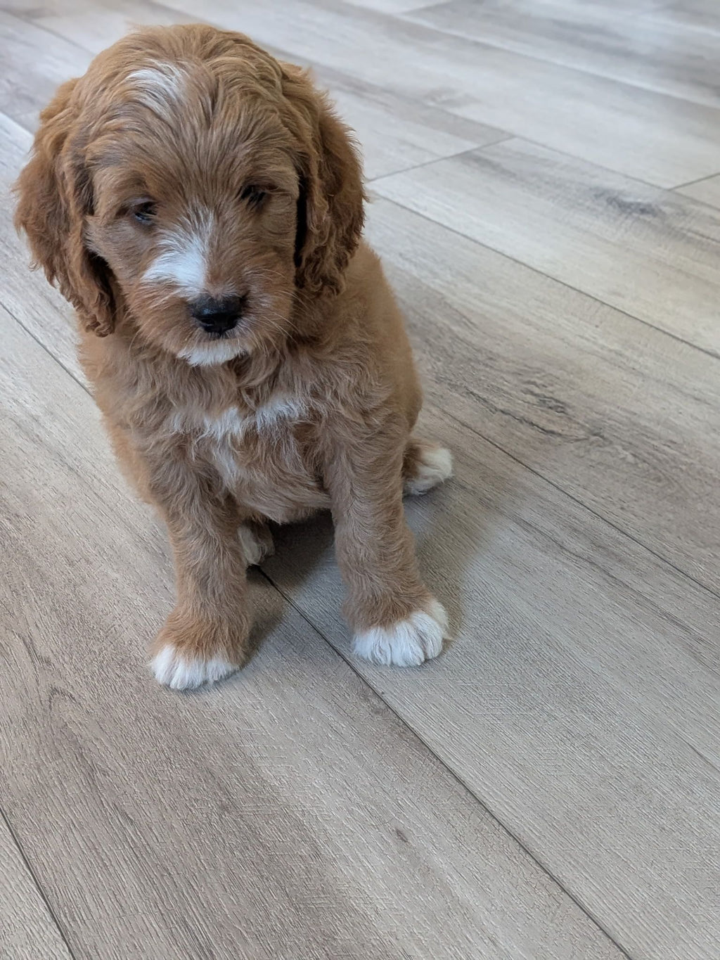GOLDENDOODLE FEMALE AVAILABLE