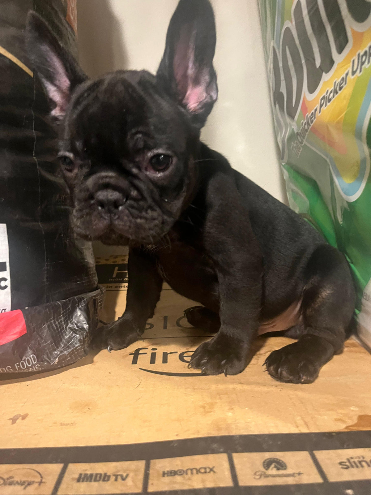 FRENCH BULLDOG AVAILABLE