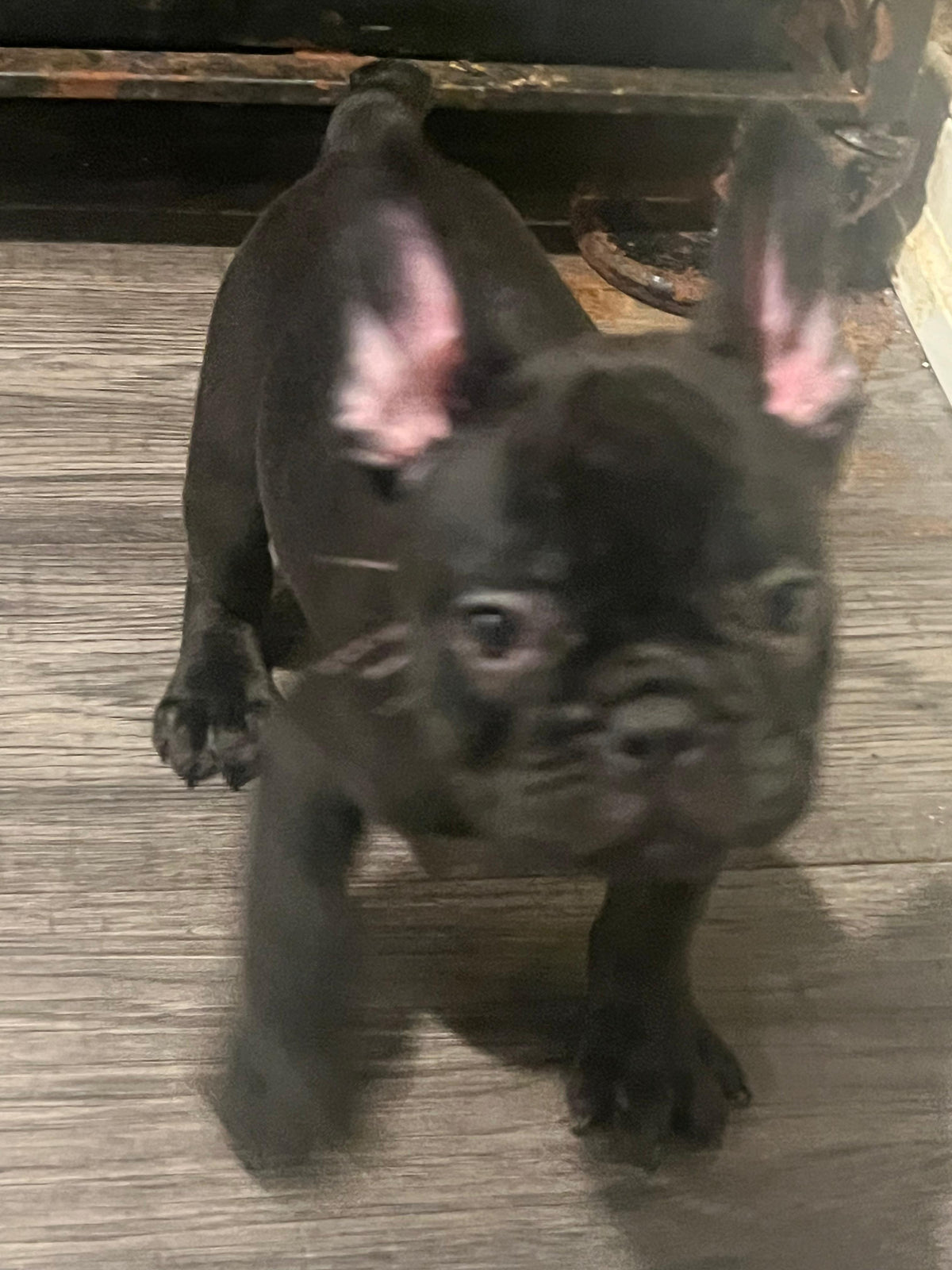 FRENCH BULLDOG AVAILABLE