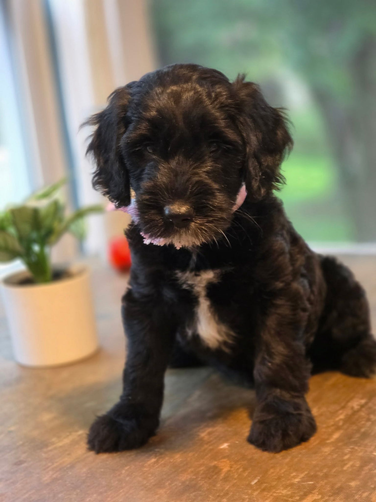 GOLDENDOODLES