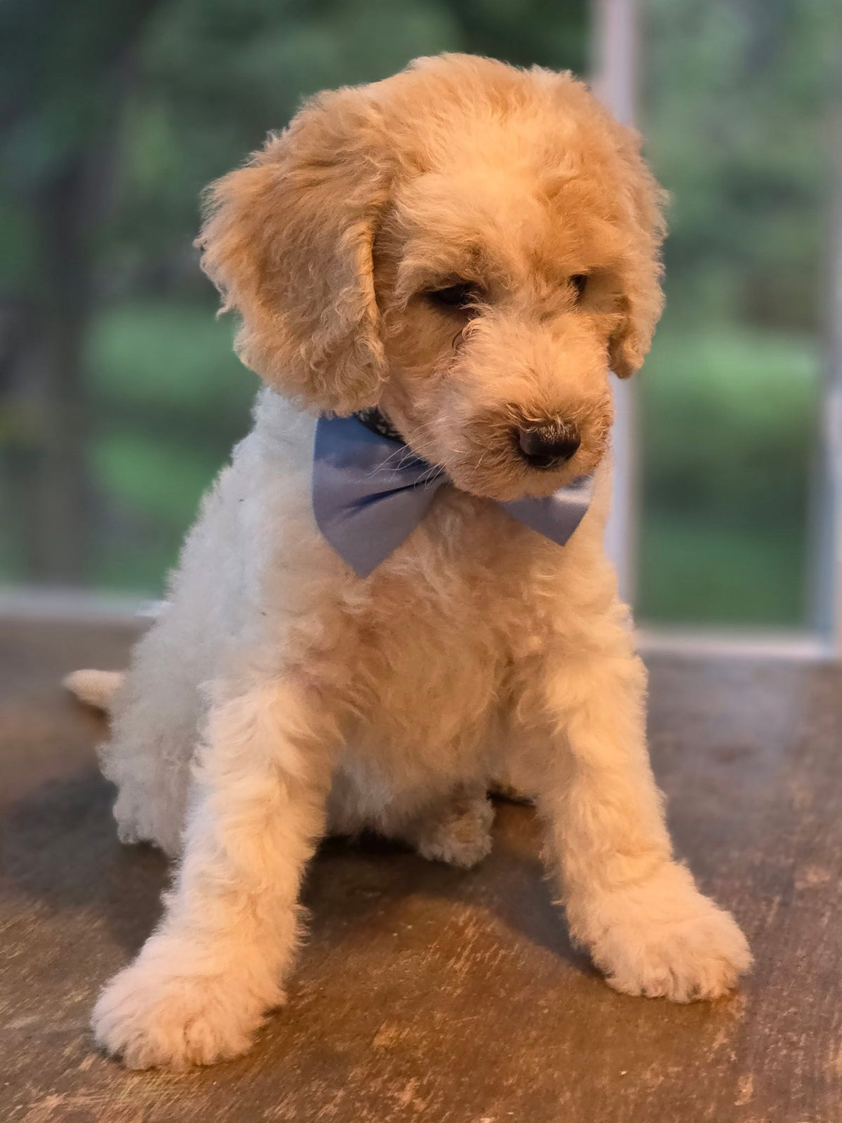 GOLDENDOODLES