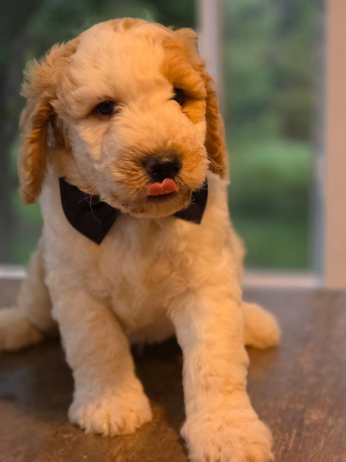 GOLDENDOODLES