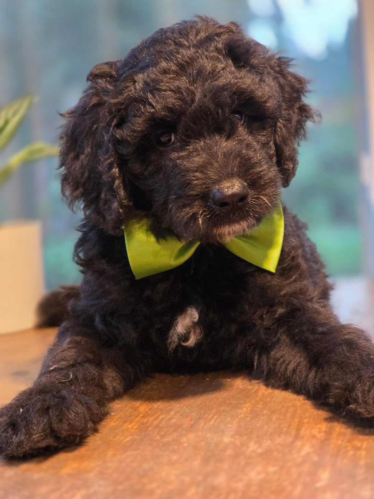 GOLDENDOODLES
