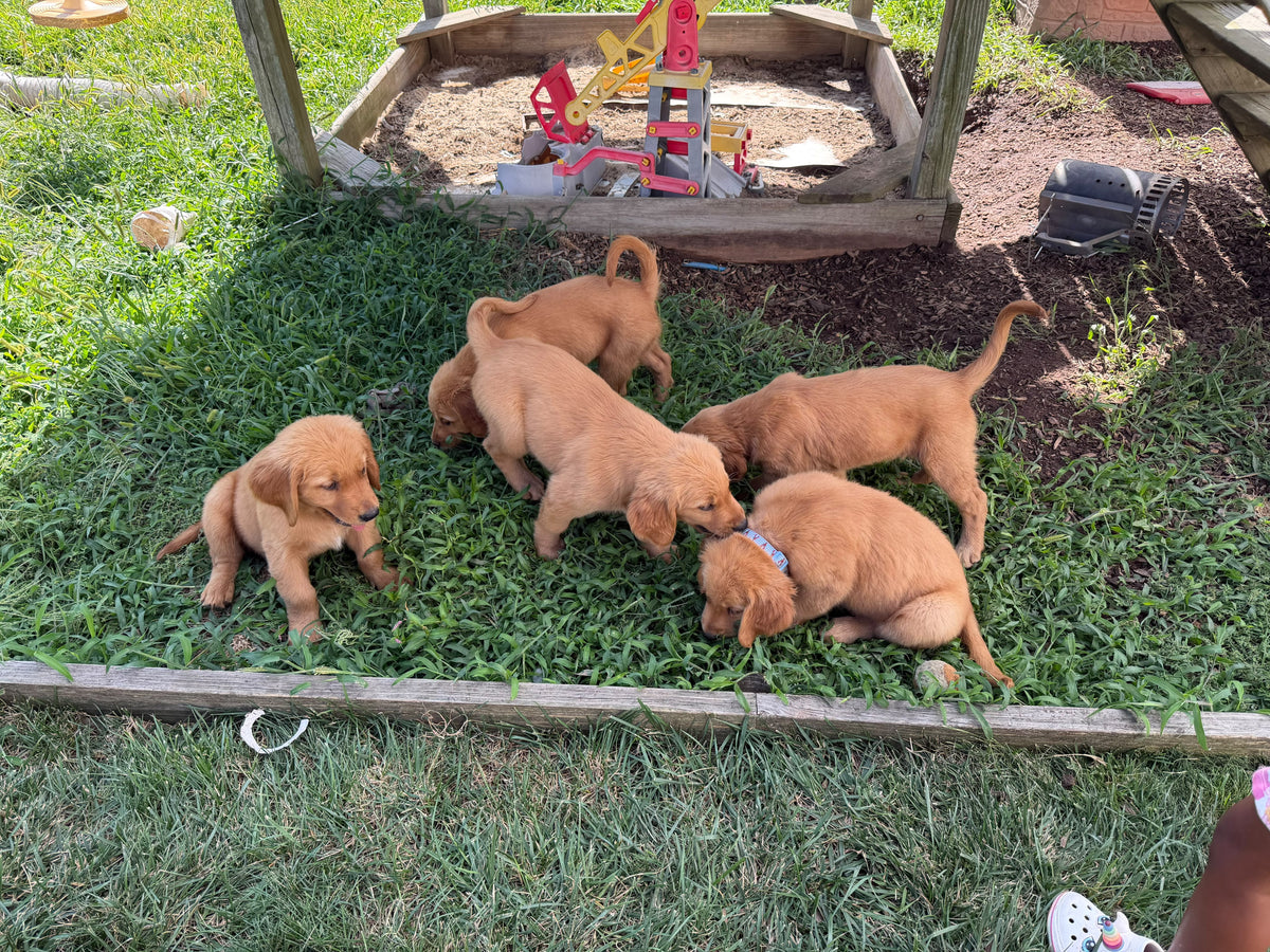 GOLDEN RETRIEVERS