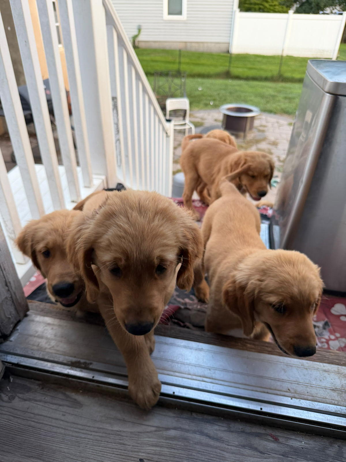GOLDEN RETRIEVERS