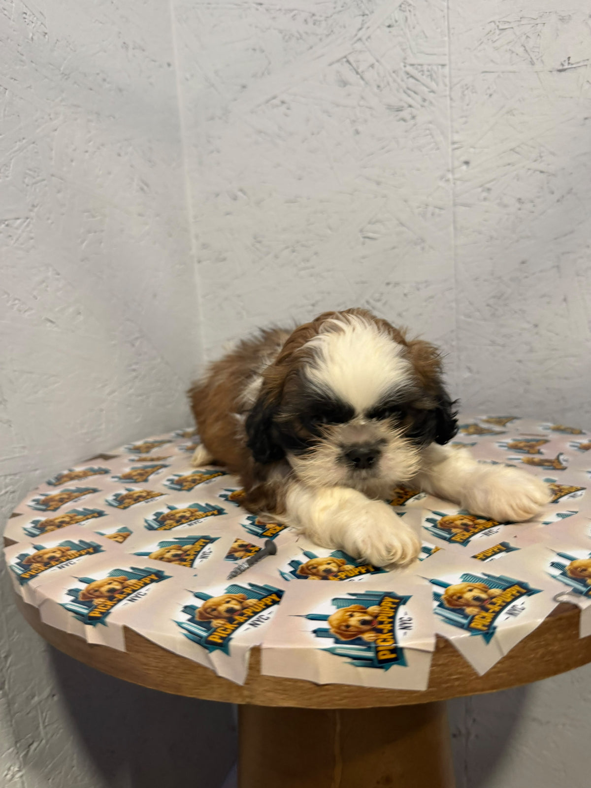 SHIH TZU MALE