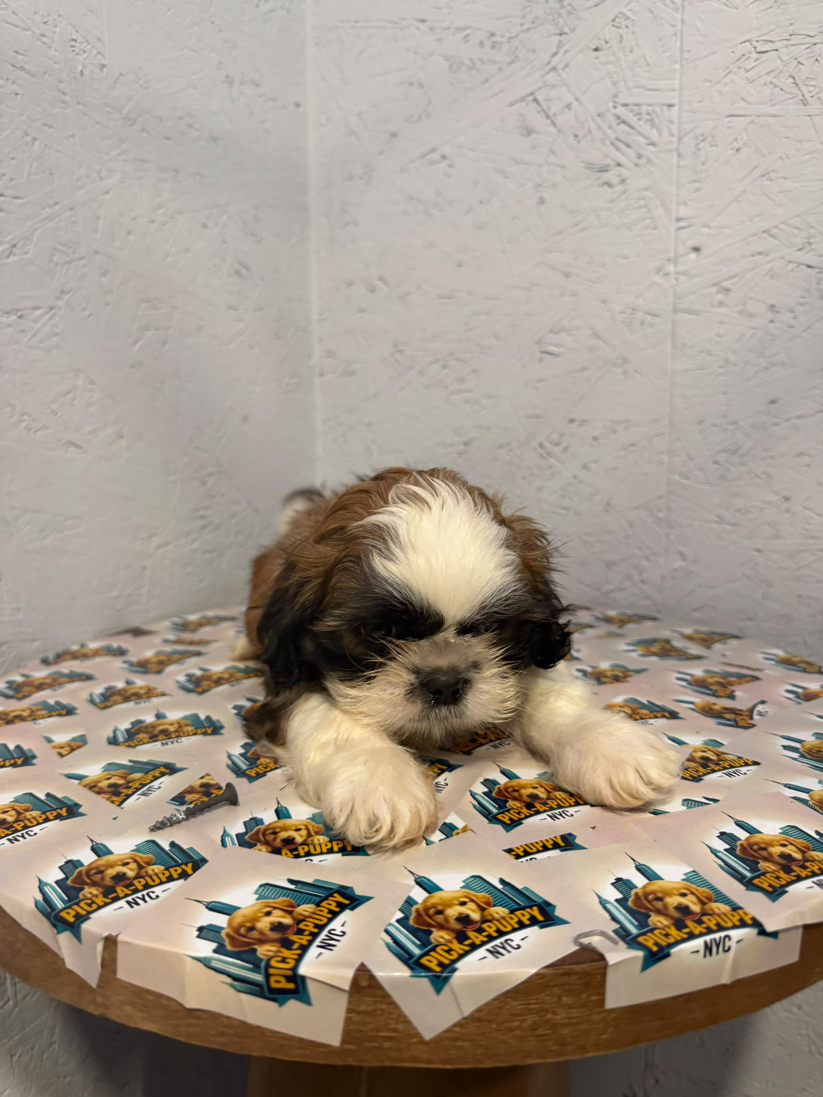 SHIH TZU MALE
