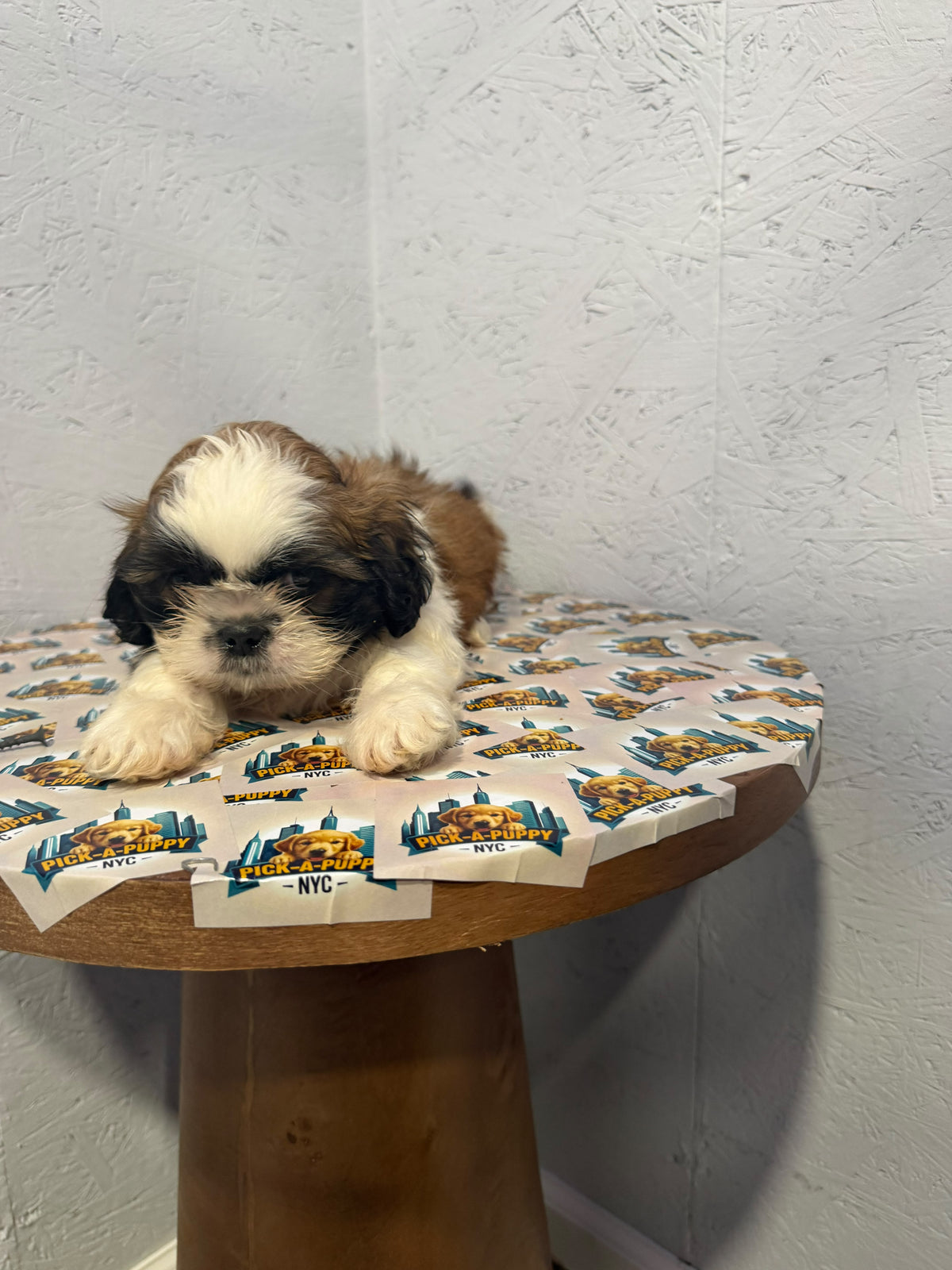 SHIH TZU MALE