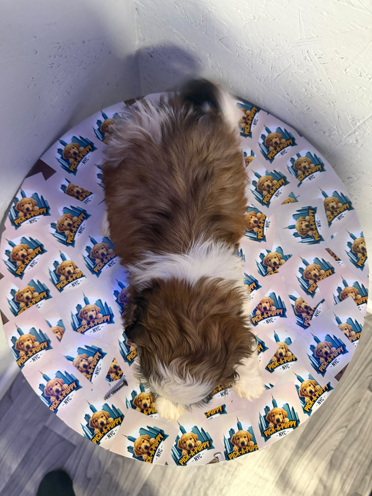 SHIH TZU MALE
