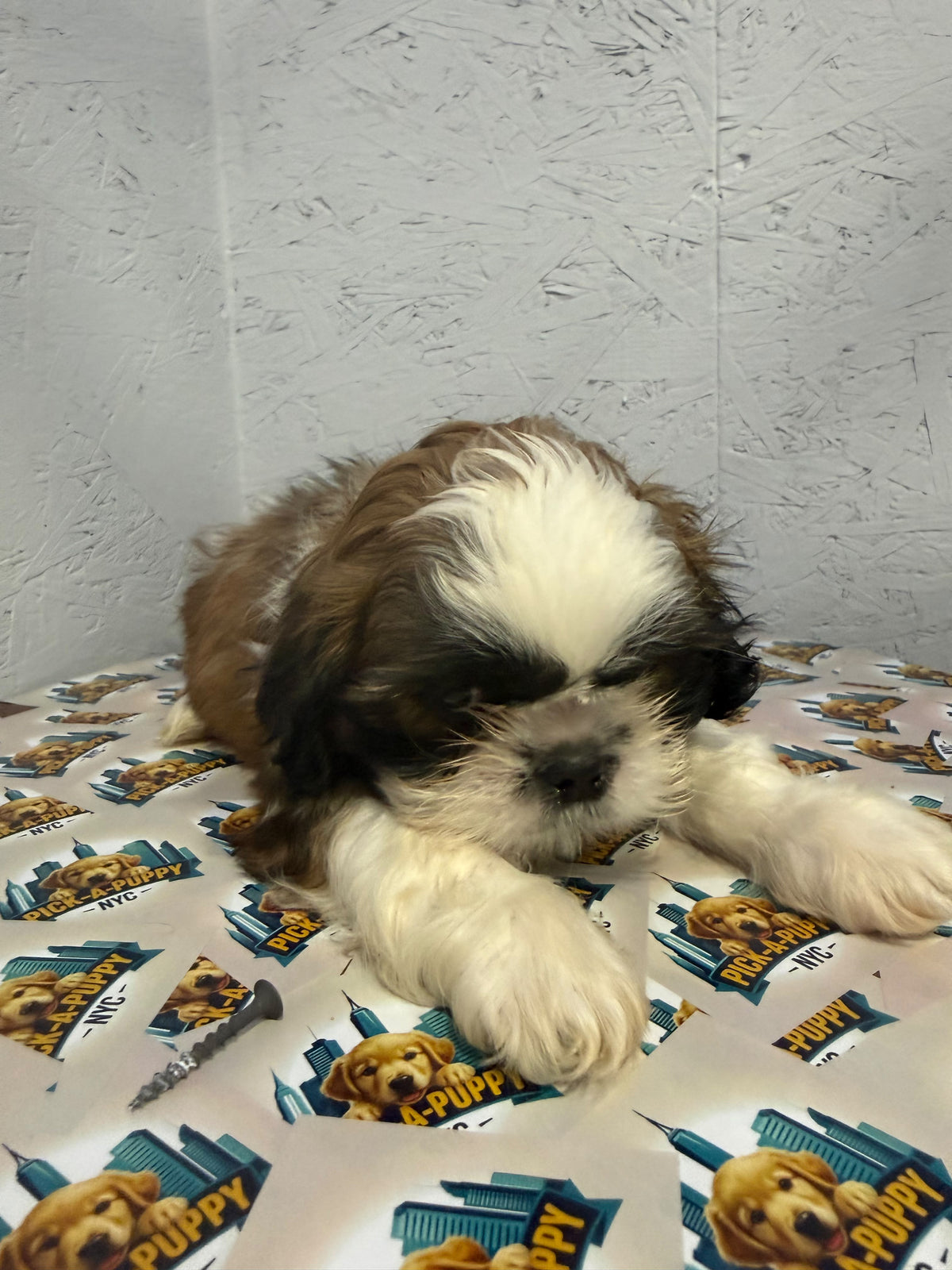 SHIH TZU MALE