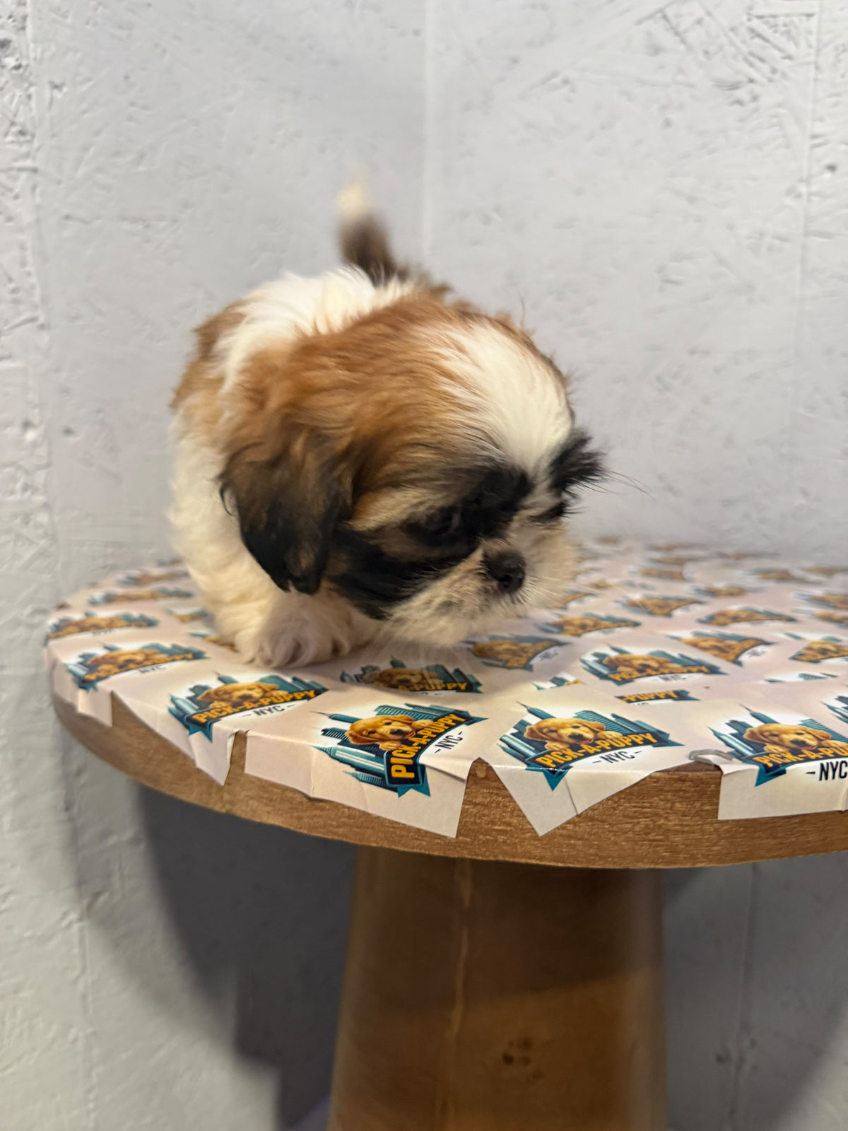 SHIH TZU MALE