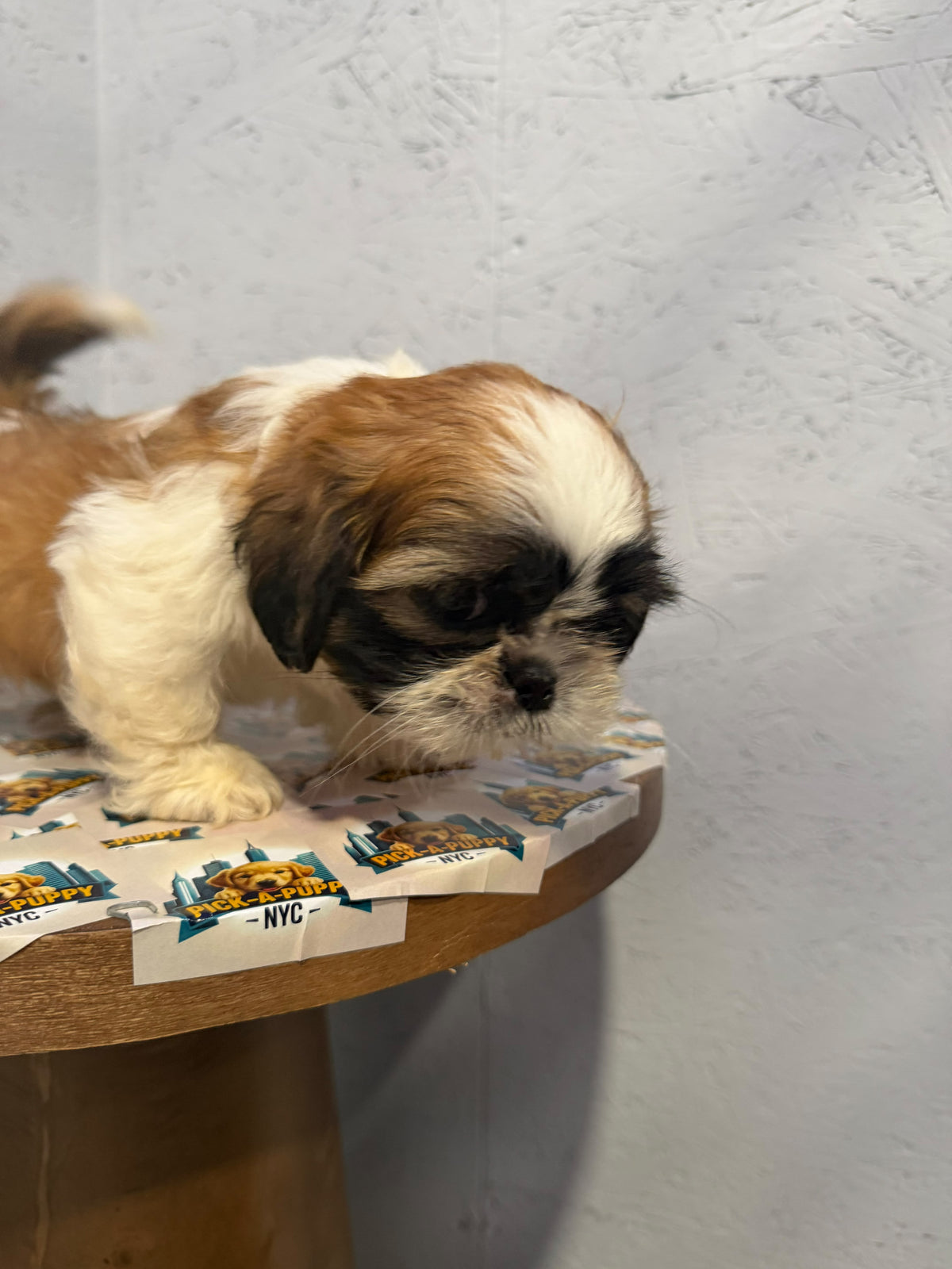 SHIH TZU MALE