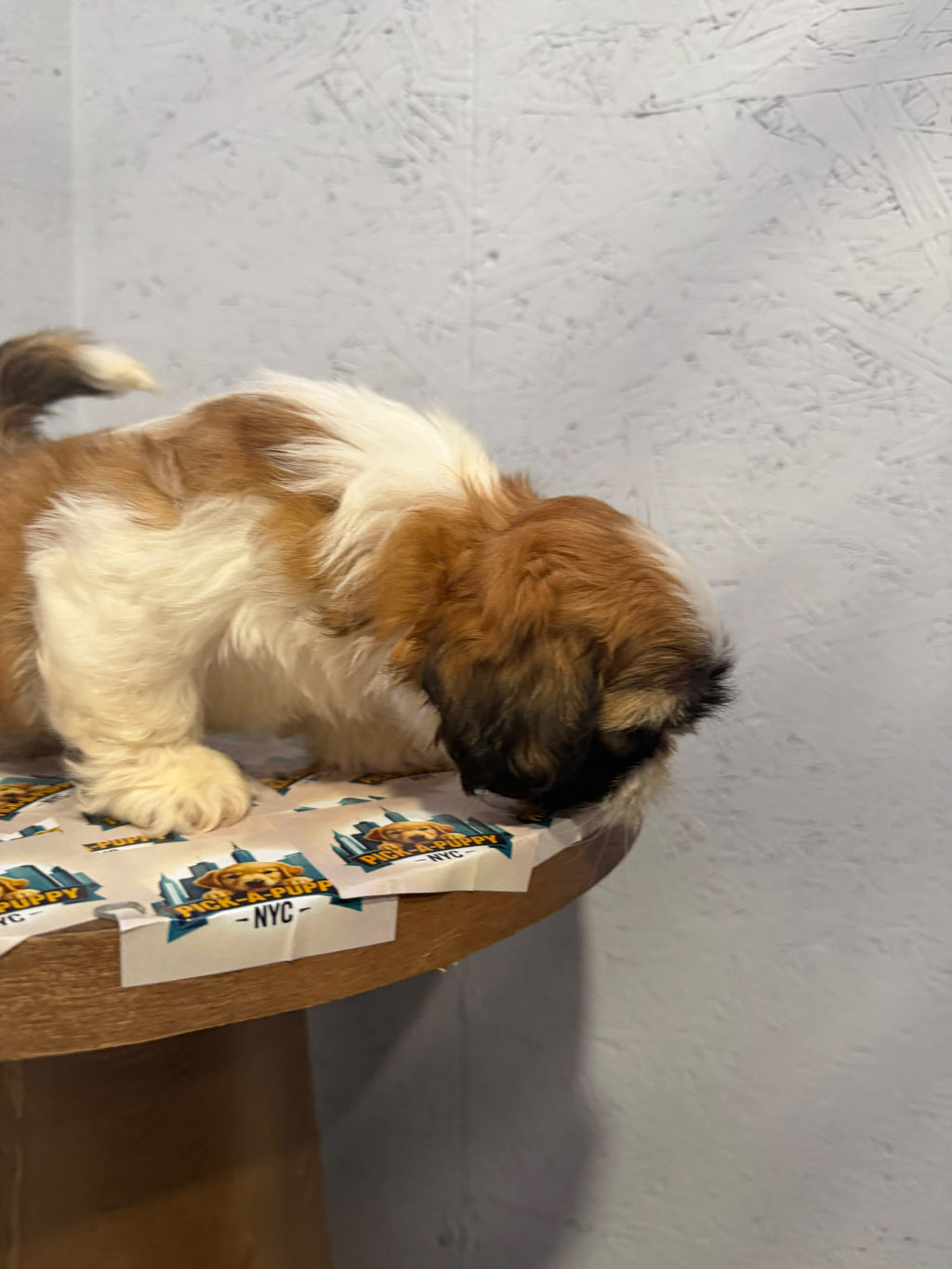 SHIH TZU MALE