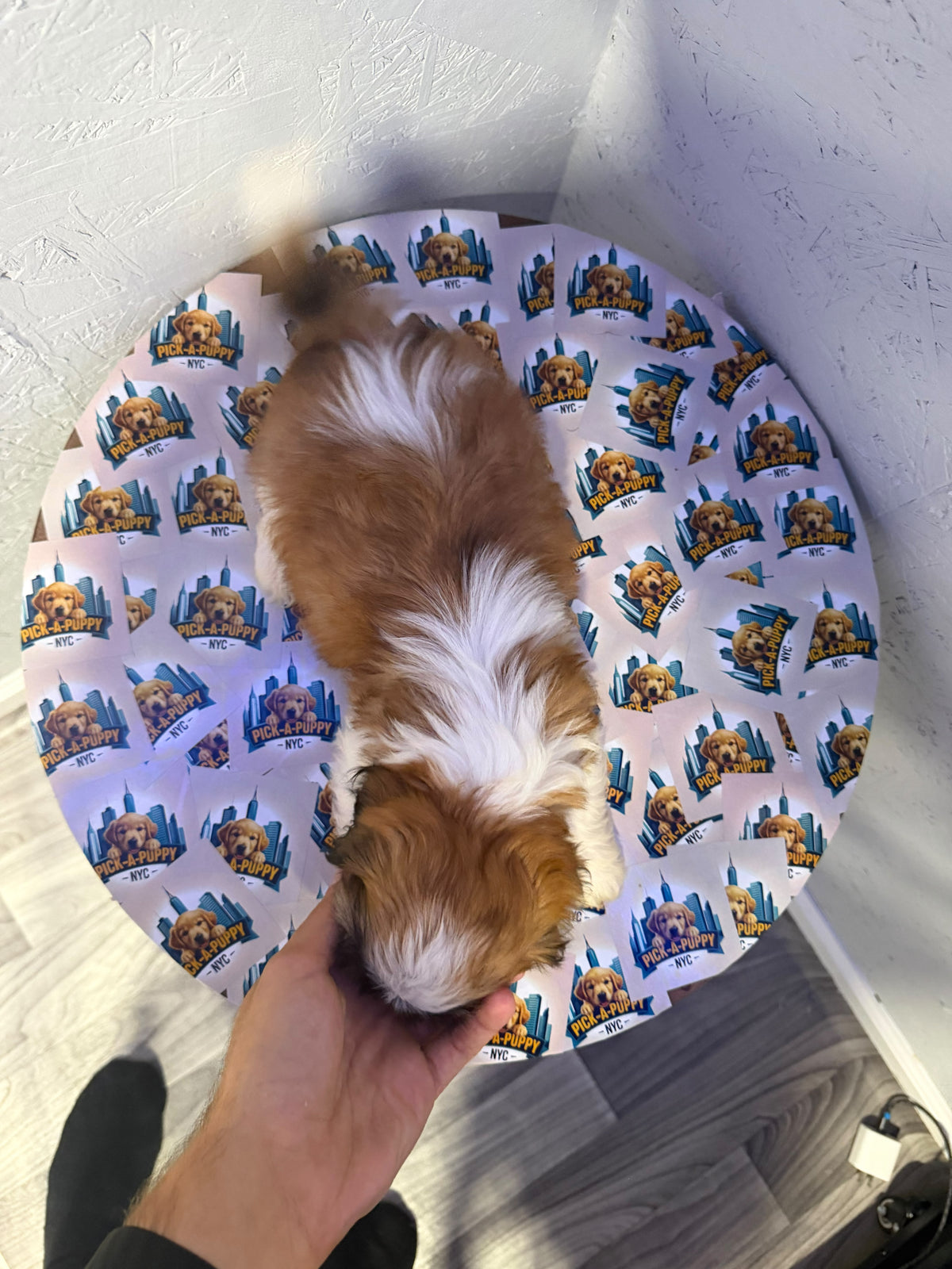 SHIH TZU MALE