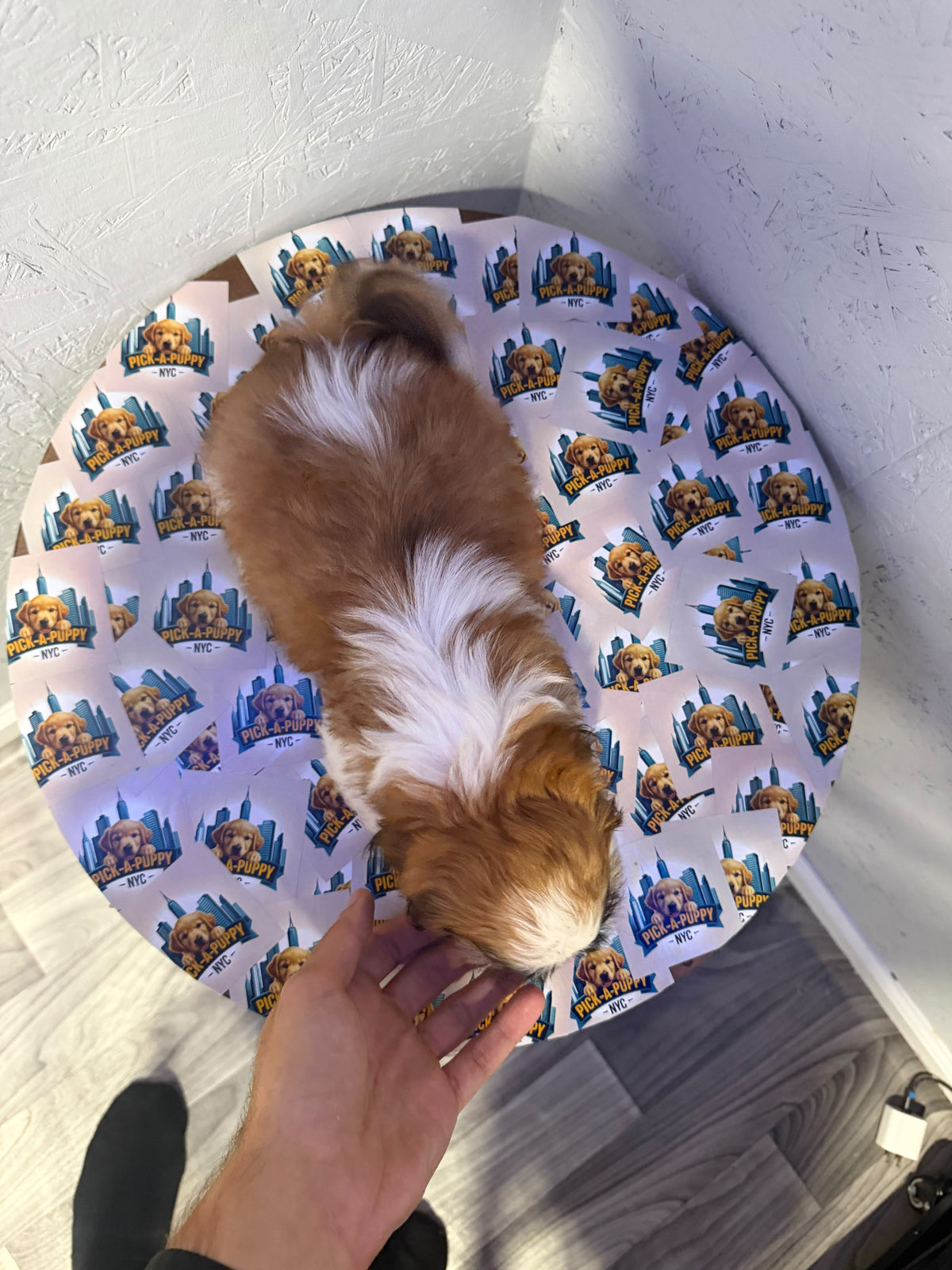 SHIH TZU MALE