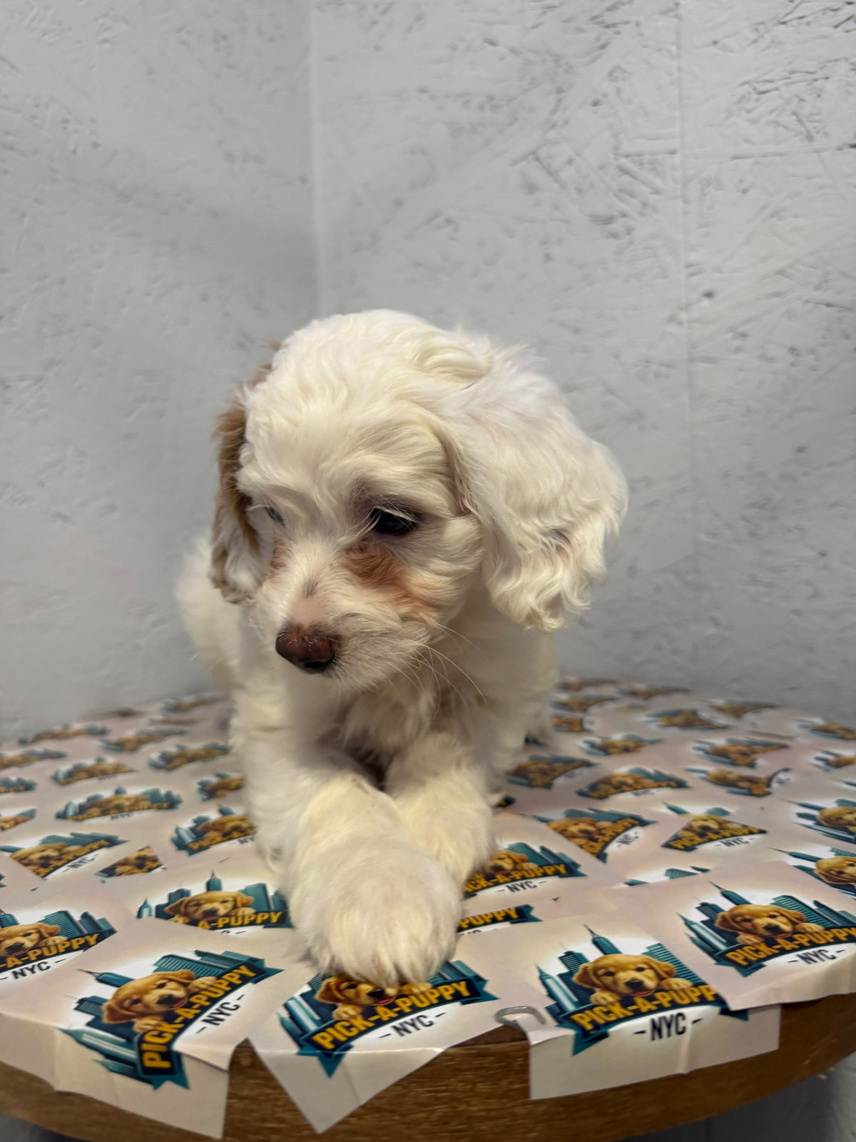 COCKAPOO FEMALE