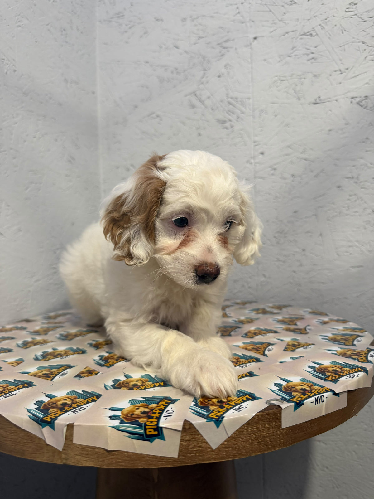 COCKAPOO FEMALE