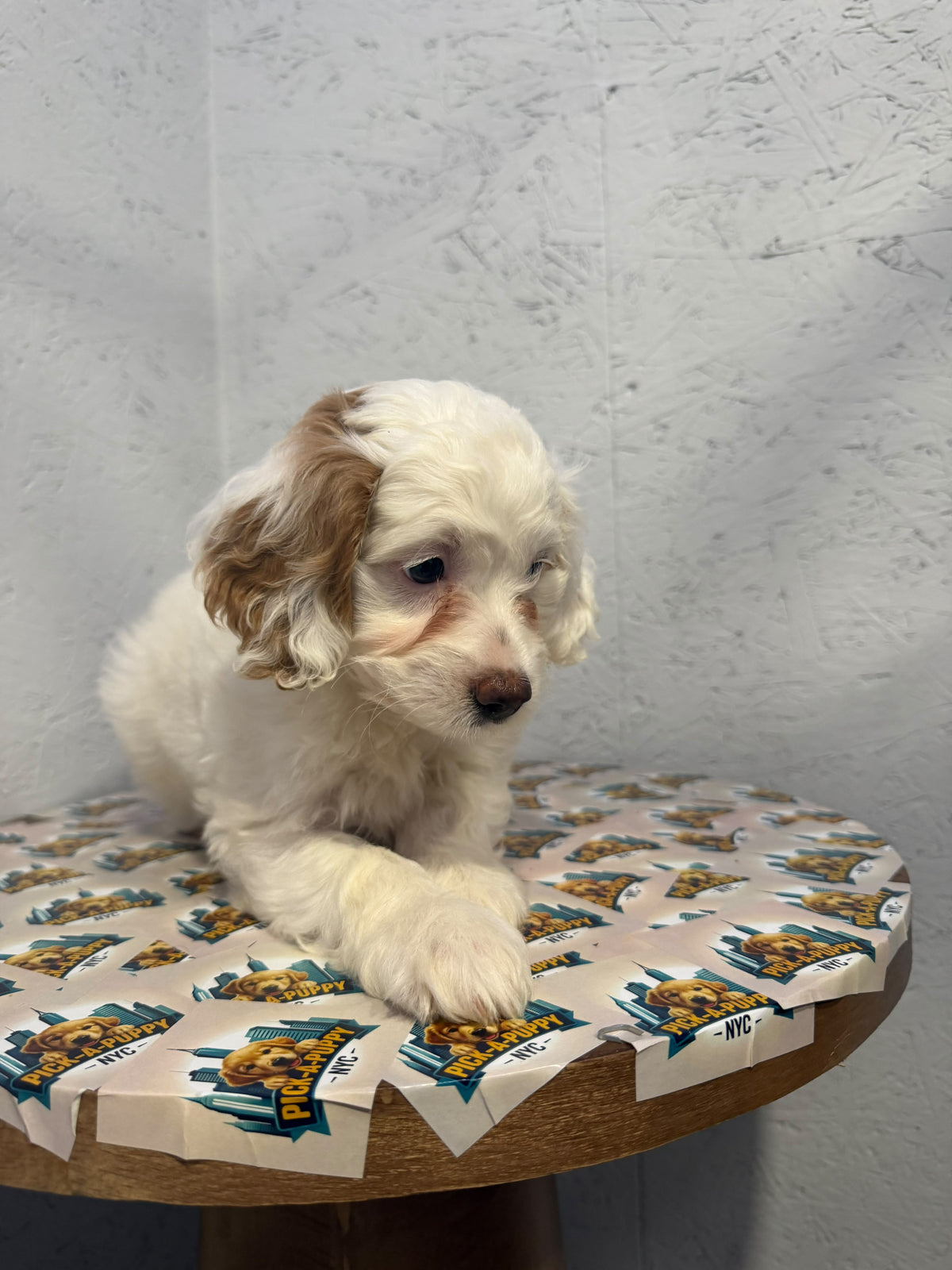 COCKAPOO FEMALE