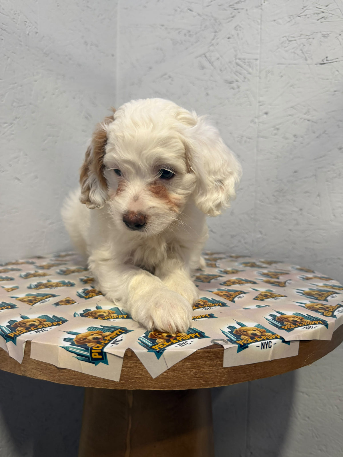 COCKAPOO FEMALE