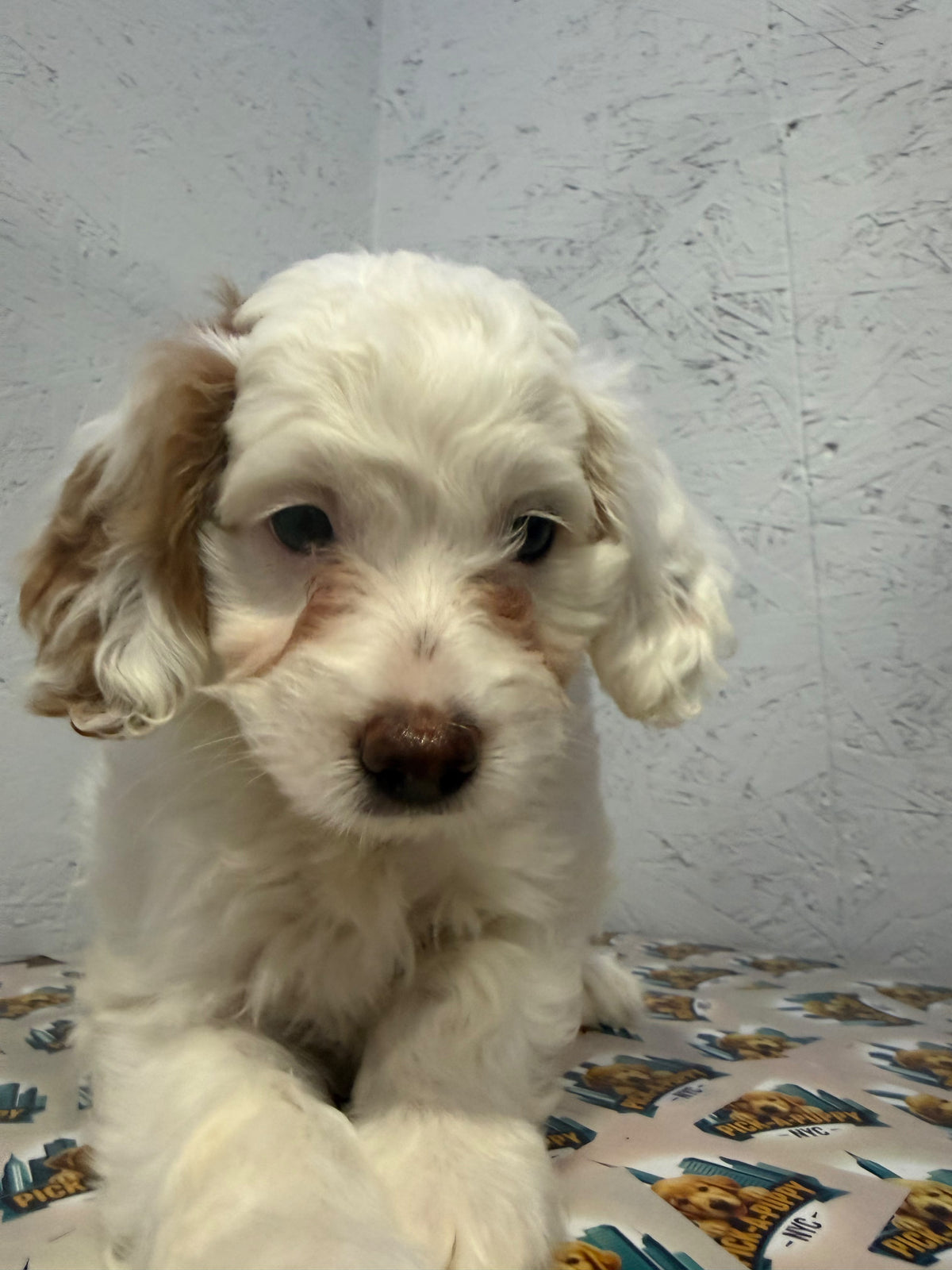 COCKAPOO FEMALE