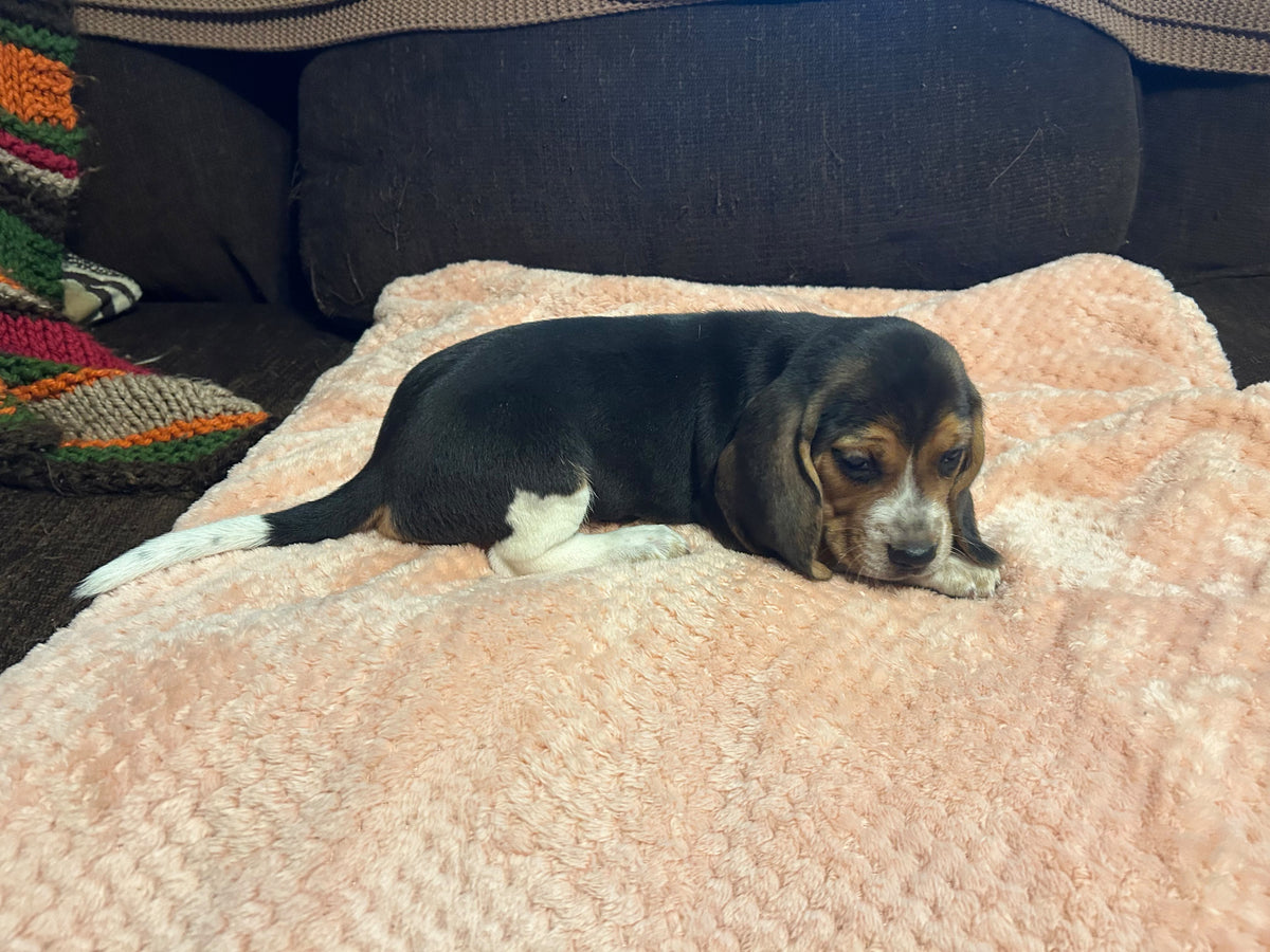 BEAGLES