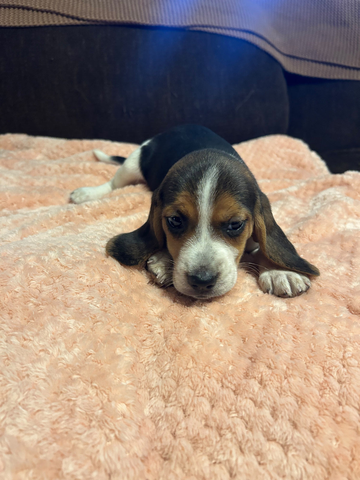 BEAGLES