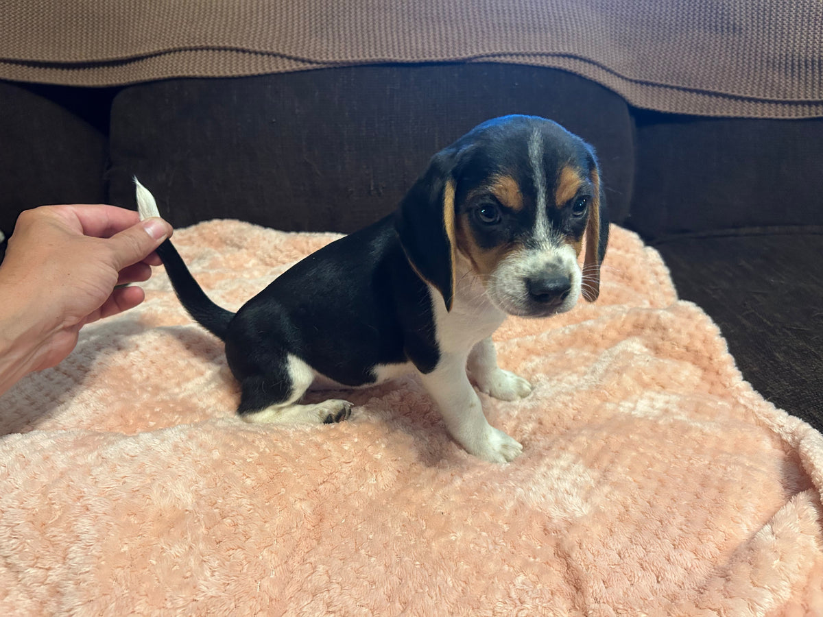BEAGLES