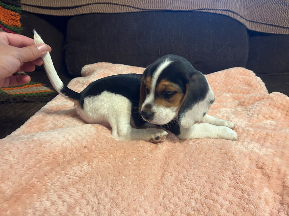 BEAGLES