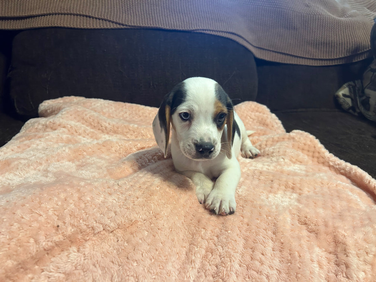 BEAGLES