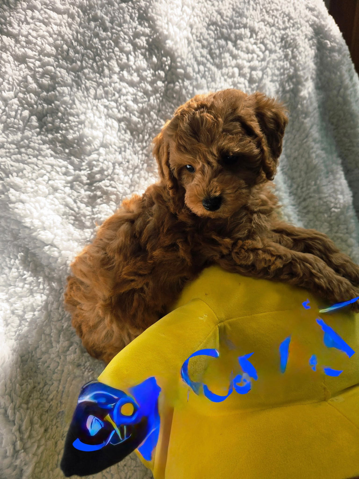 TOY POODLE
