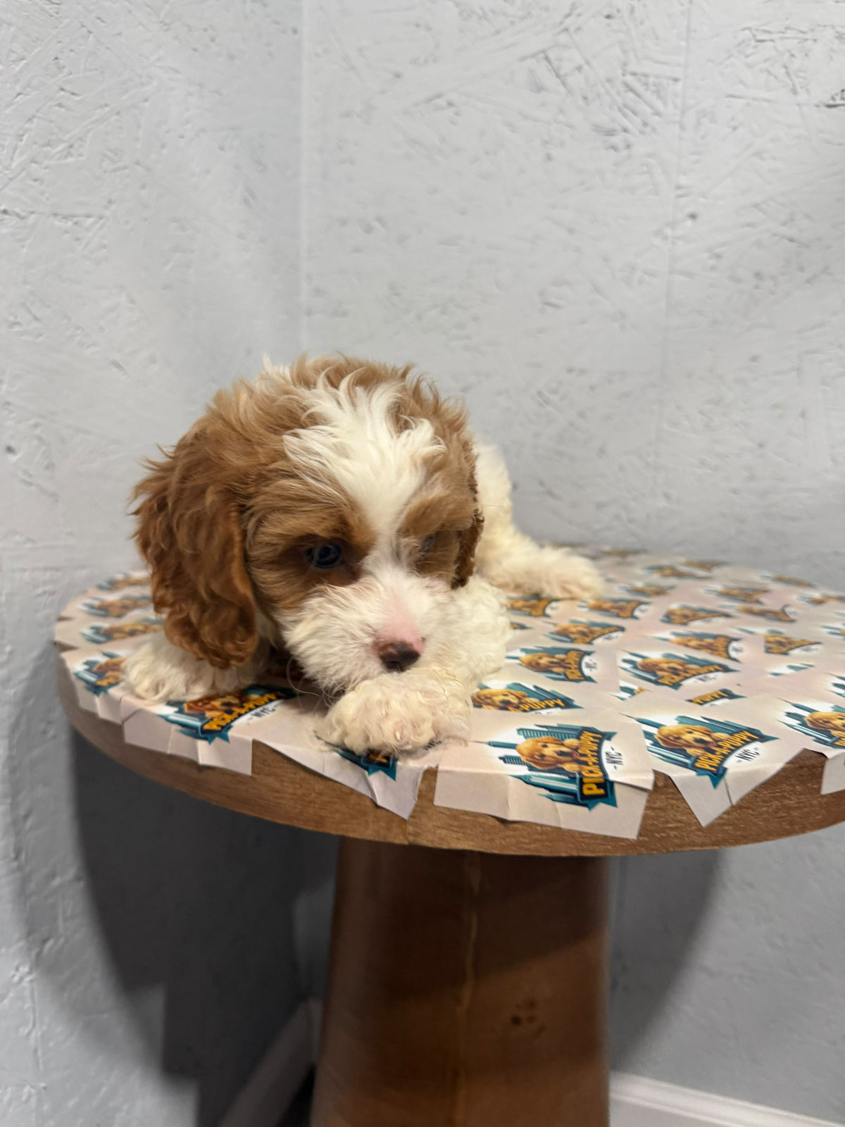 CAVAPOO MALE